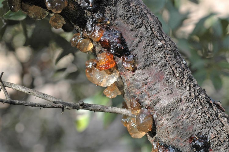 Hakea sericea: bark and sap
