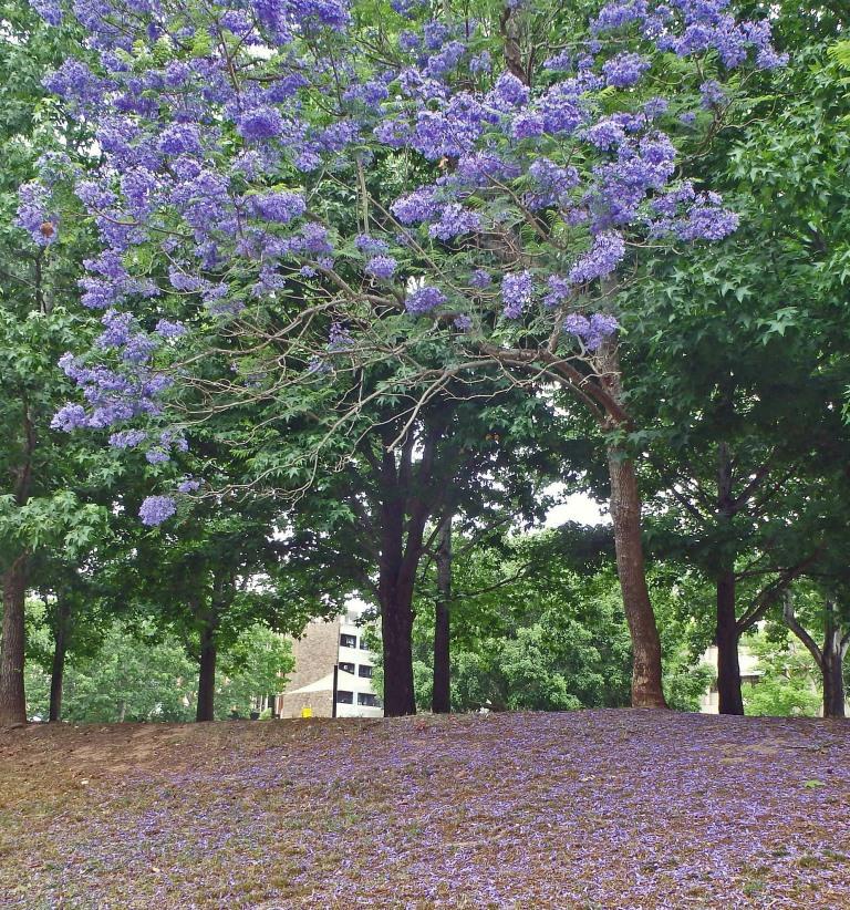 Jacaranda mimosifolia: tree in bloom on bank