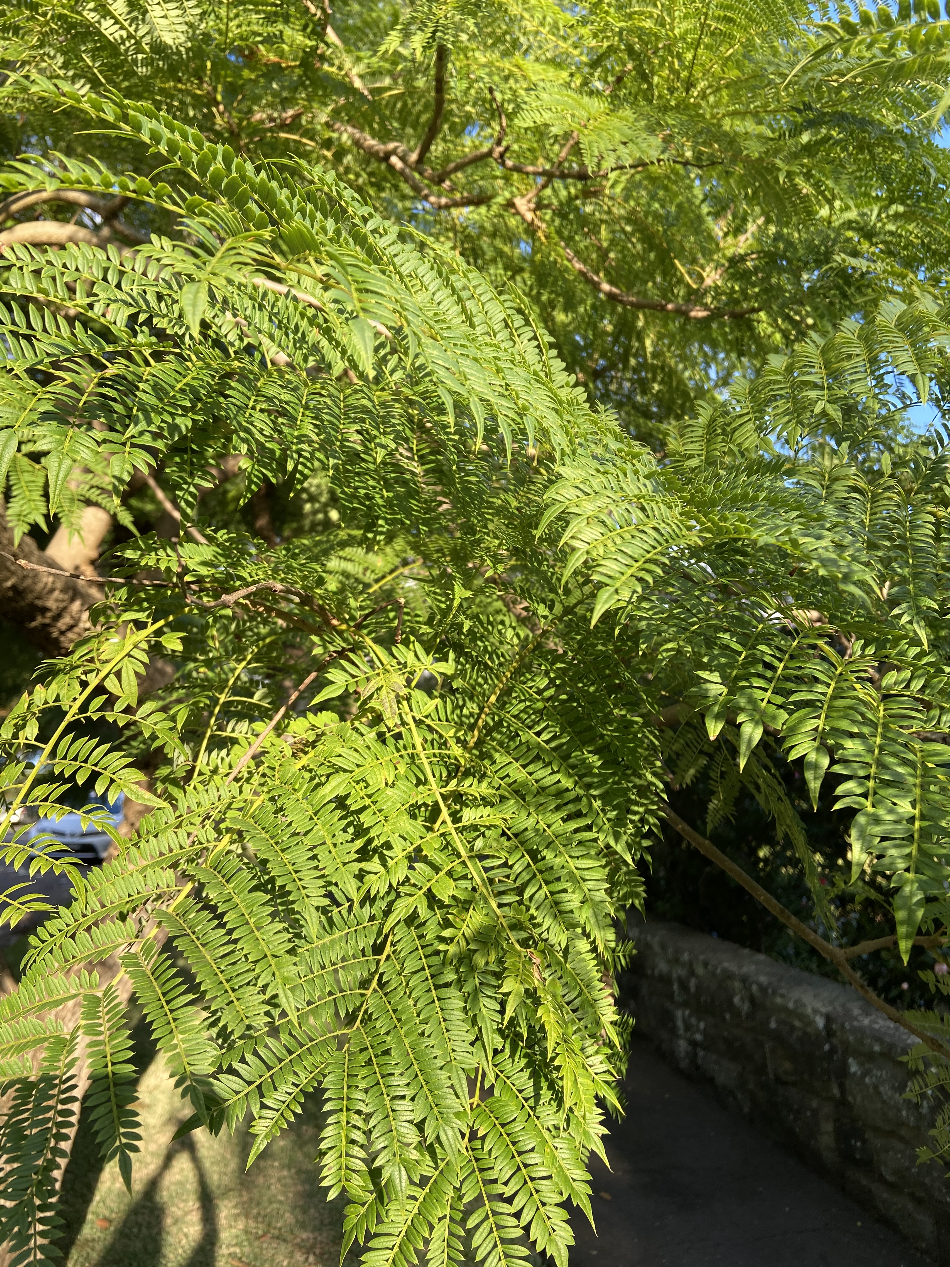 Jacaranda mimosifolia: leaves