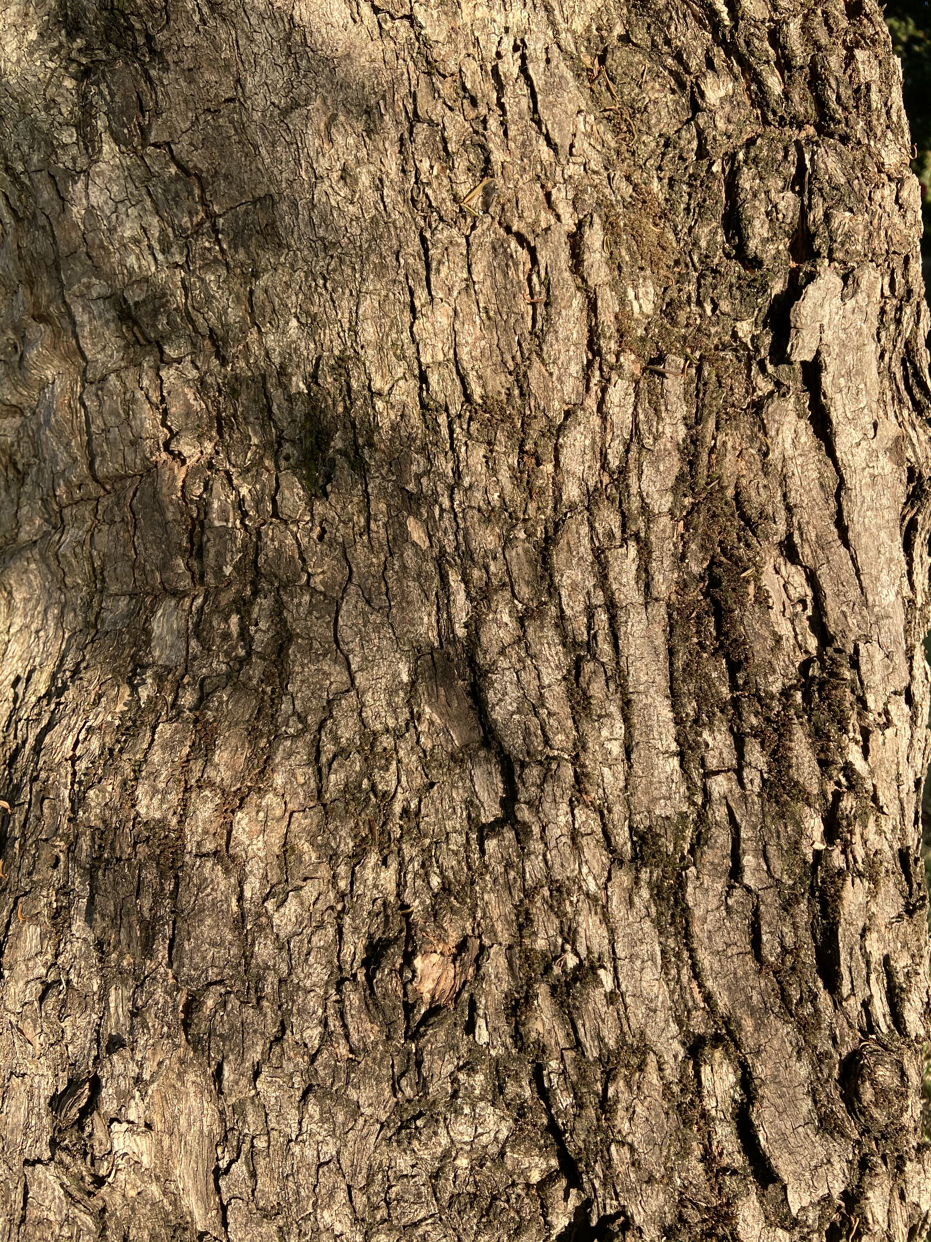 Jacaranda mimosifolia: bark