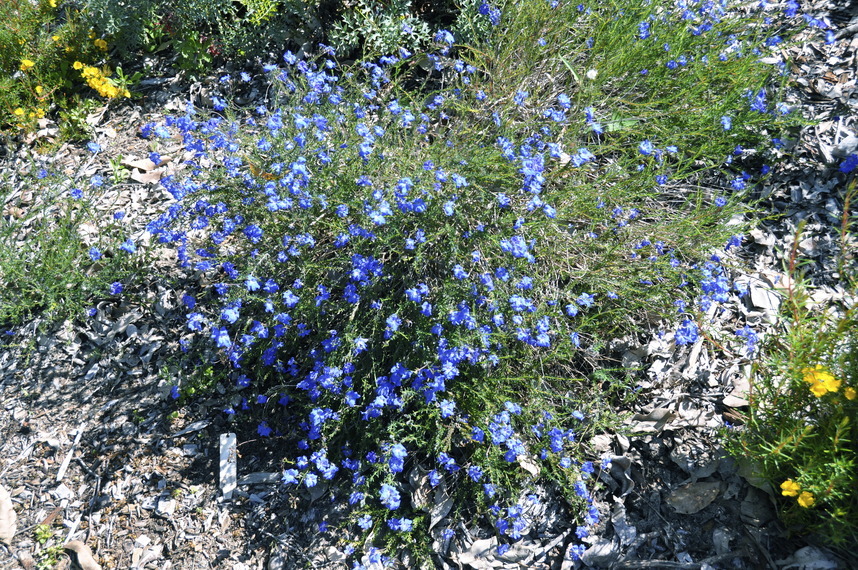 Lechenaultia biloba: whole plant