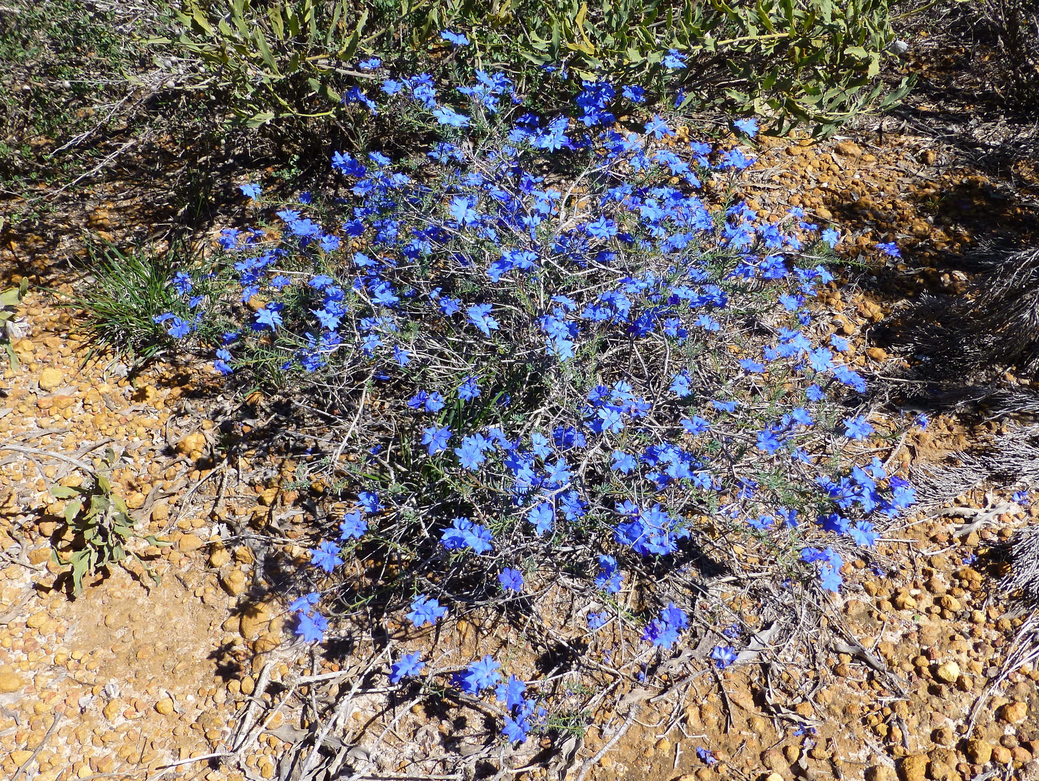 Lechenaultia biloba: whole plant