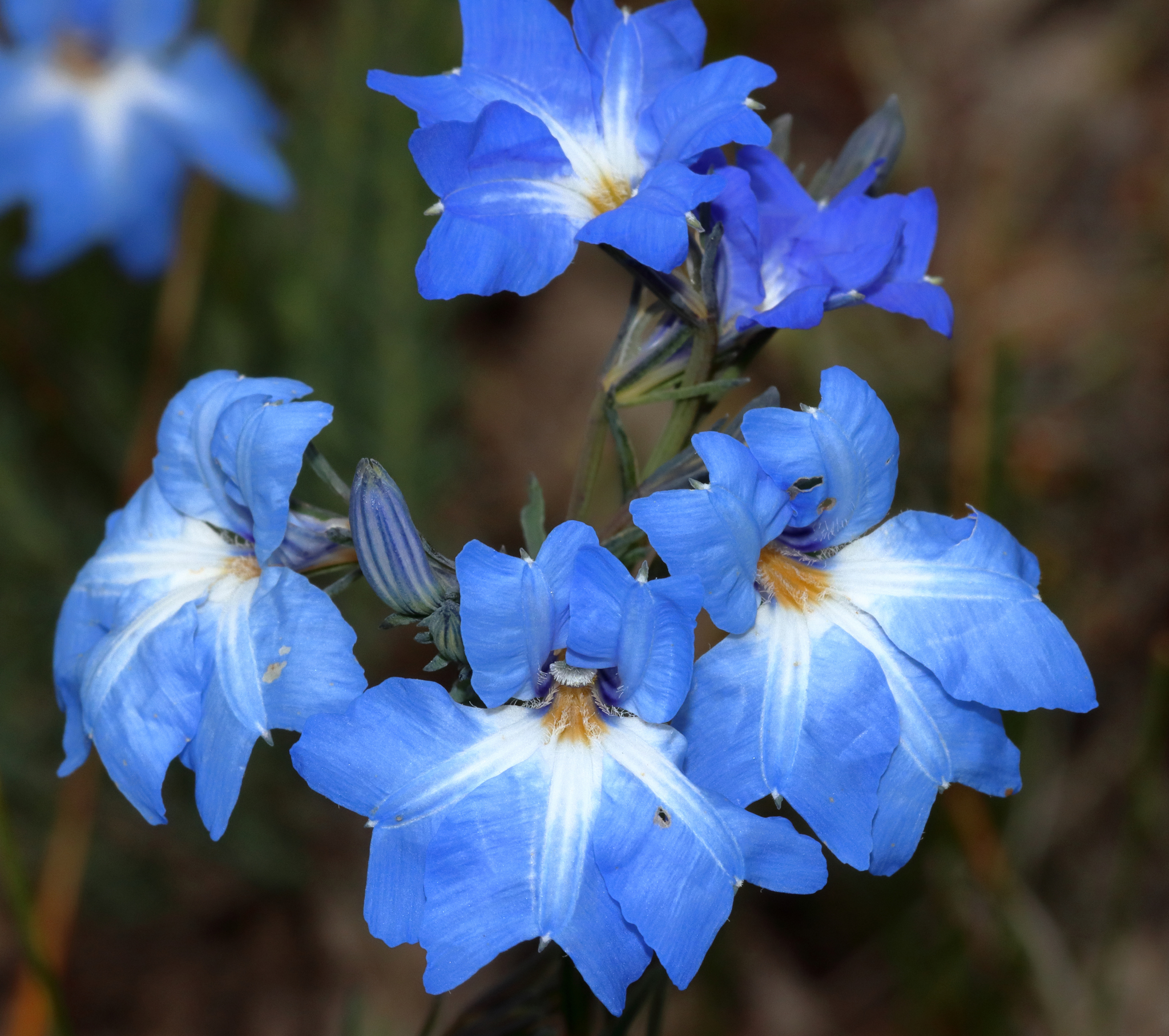 Lechenaultia biloba: closeup flowers
