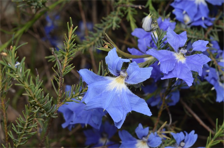 Lechenaultia biloba: leaves and flowers