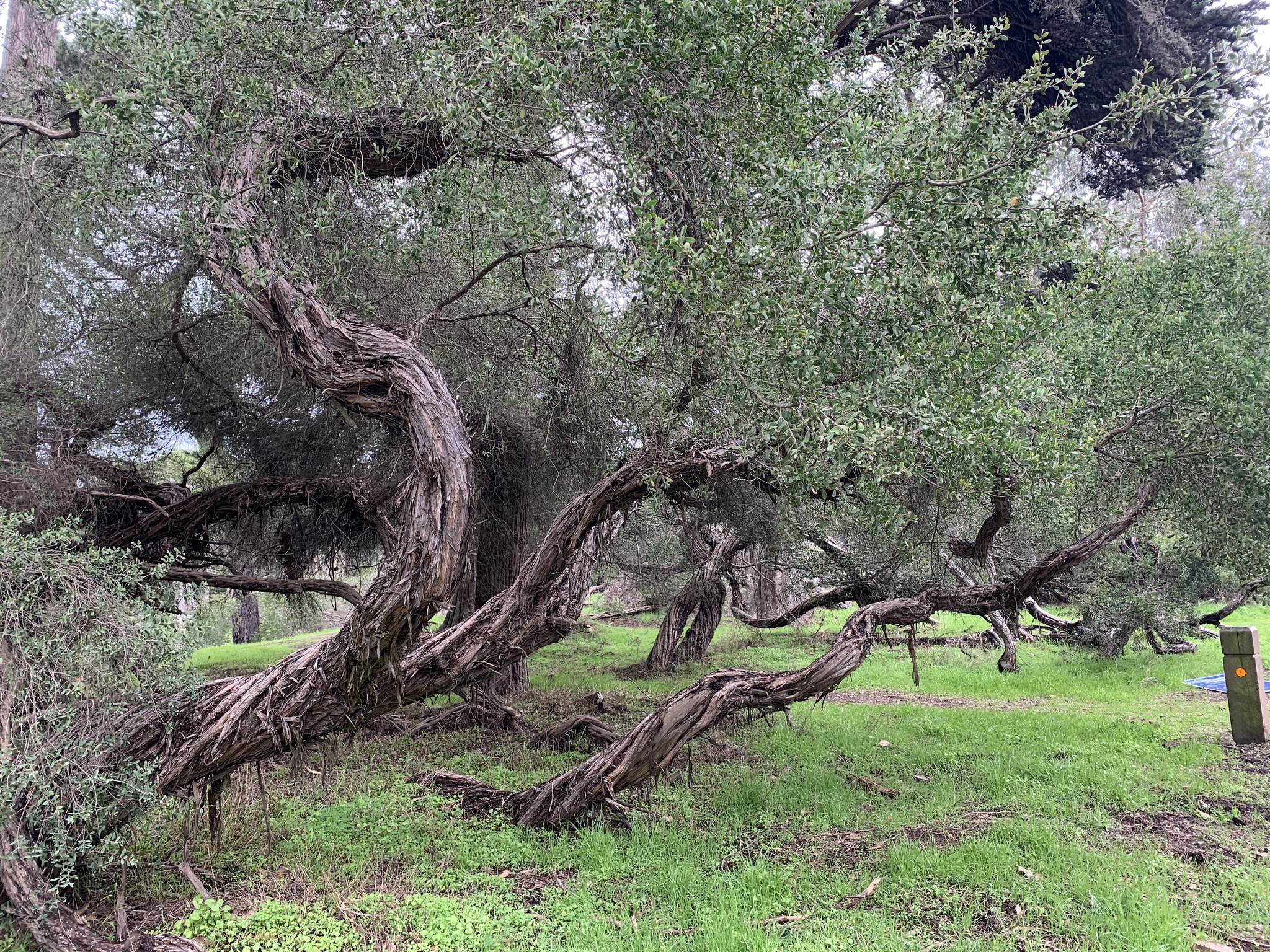 Leptospermum laevigatum: whole plant