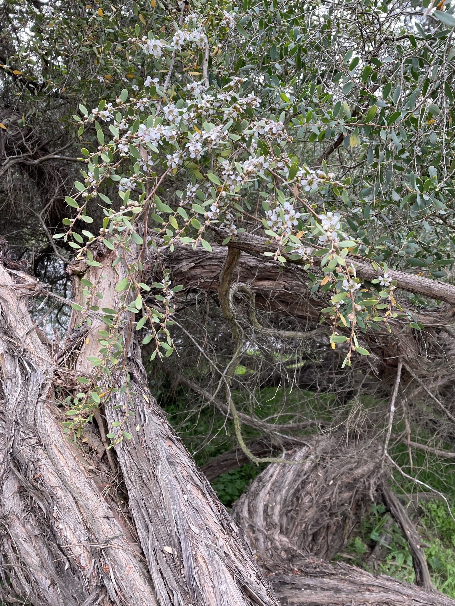 Leptospermum laevigatum: bark close-up
