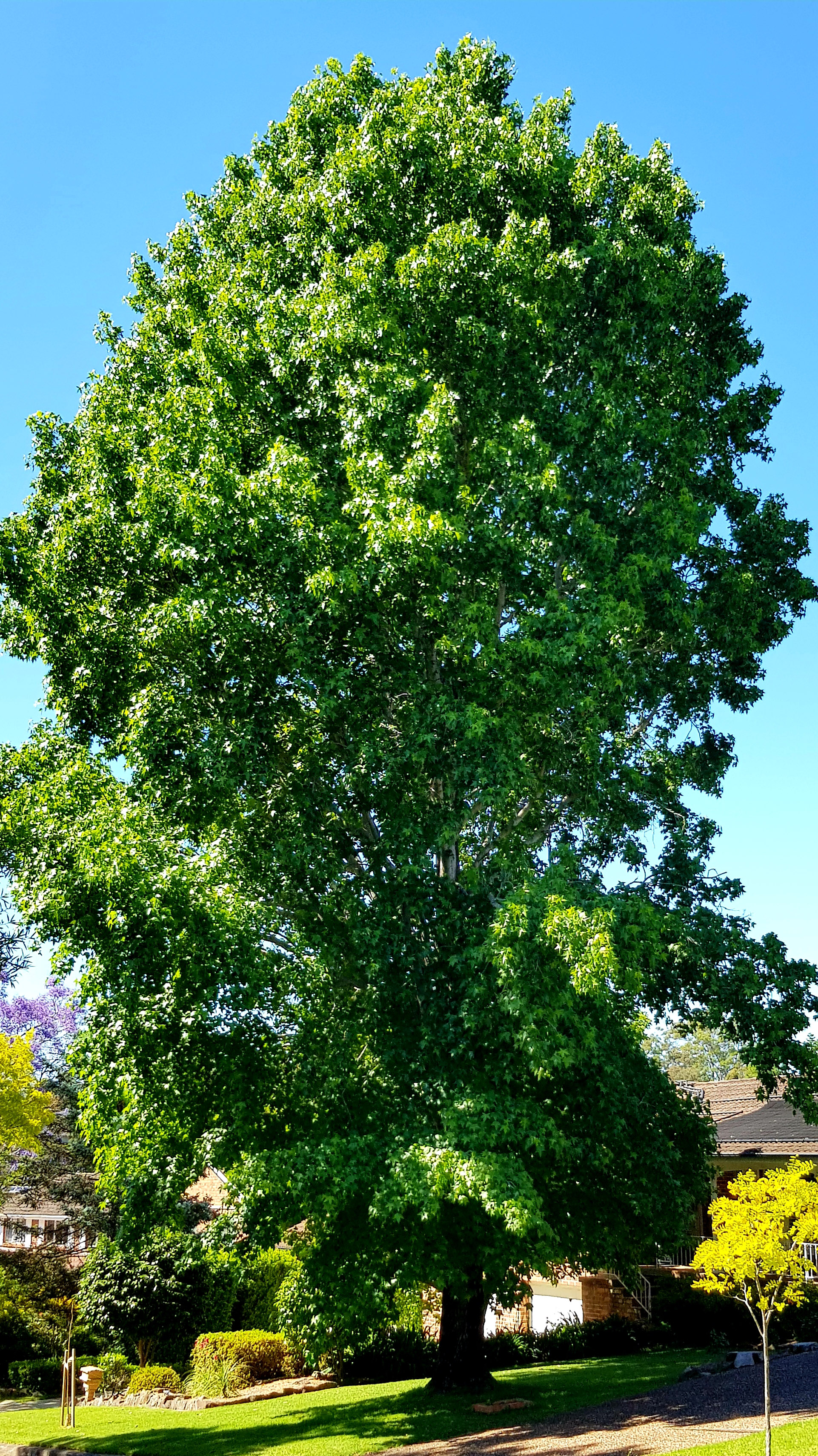 Liquidambar styraciflua: whole tree in front of house