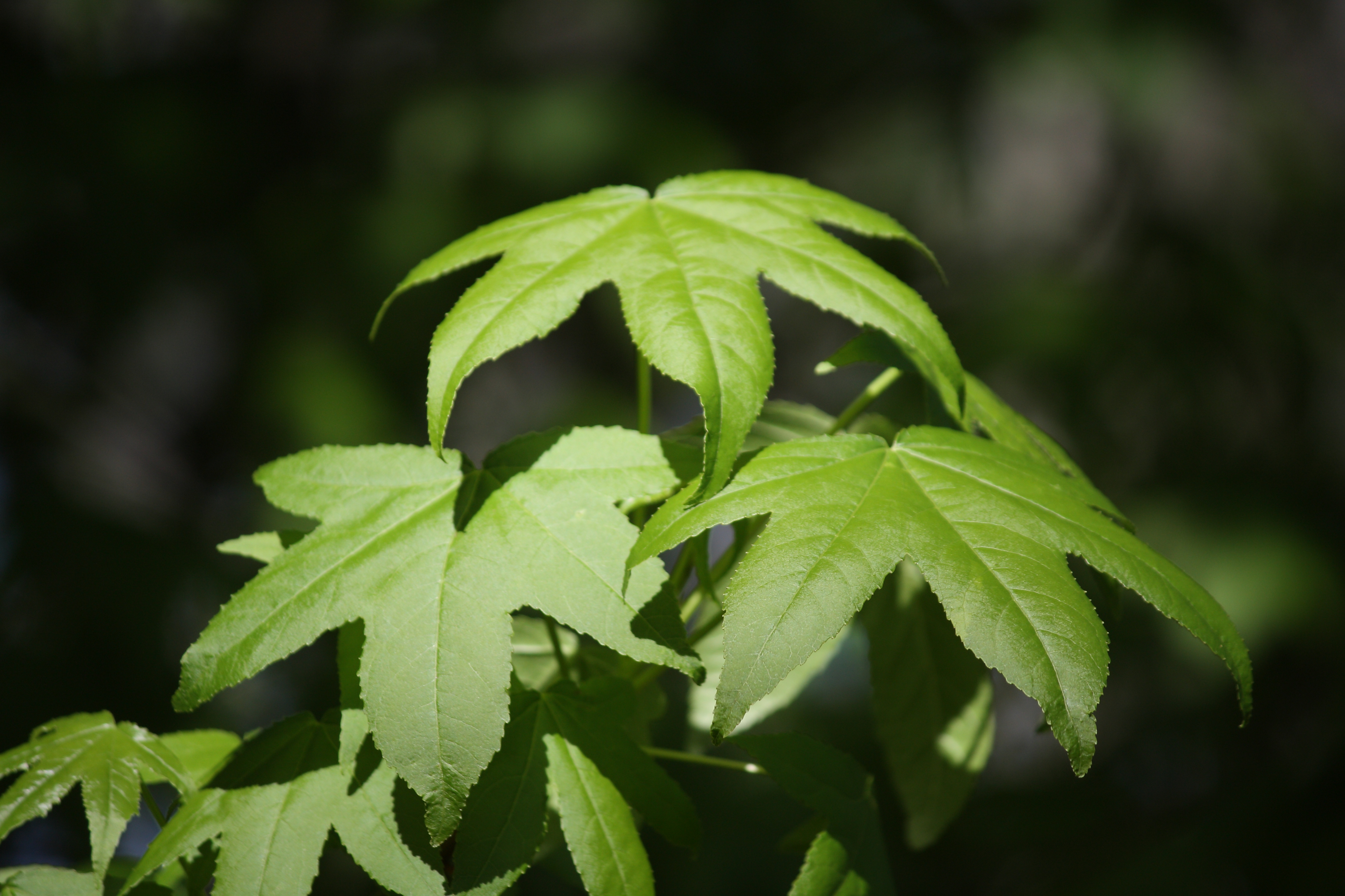 Liquidambar styraciflua: green leaves