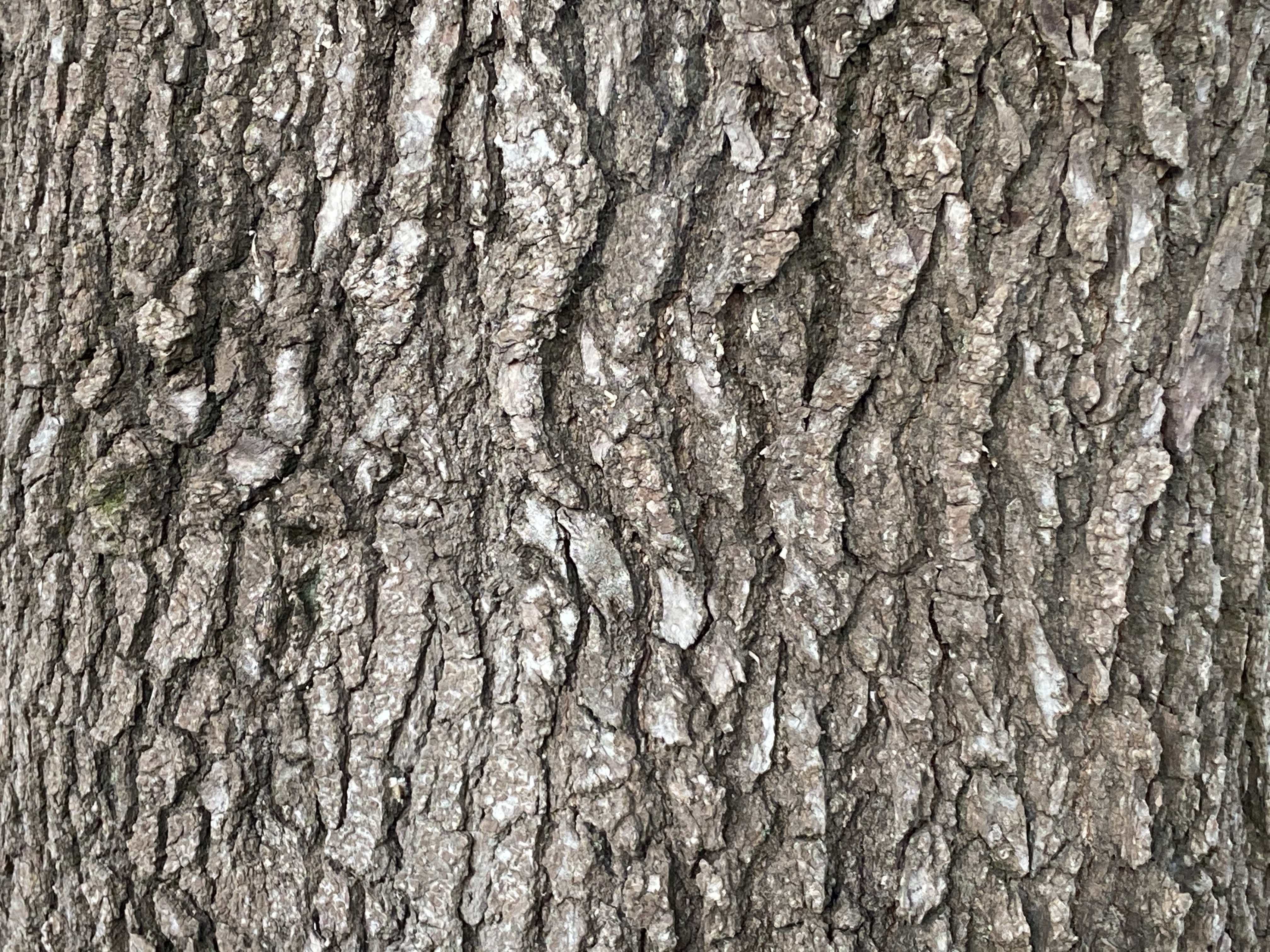 Liquidambar styraciflua: bark