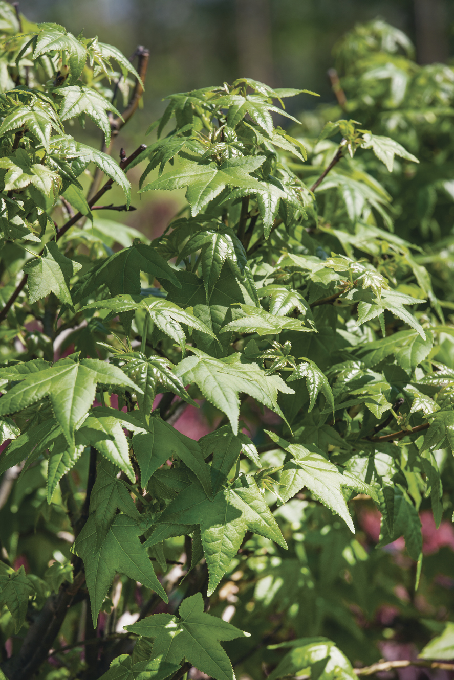 Liquidambar styraciflua Gumball: close up of leaves