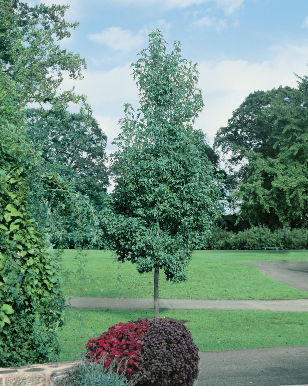 Liquidambar styraciflua Rotundiloba: tree standing in park