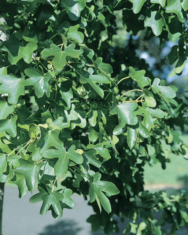 Liquidambar styraciflua Rotundiloba: Close up of leaves