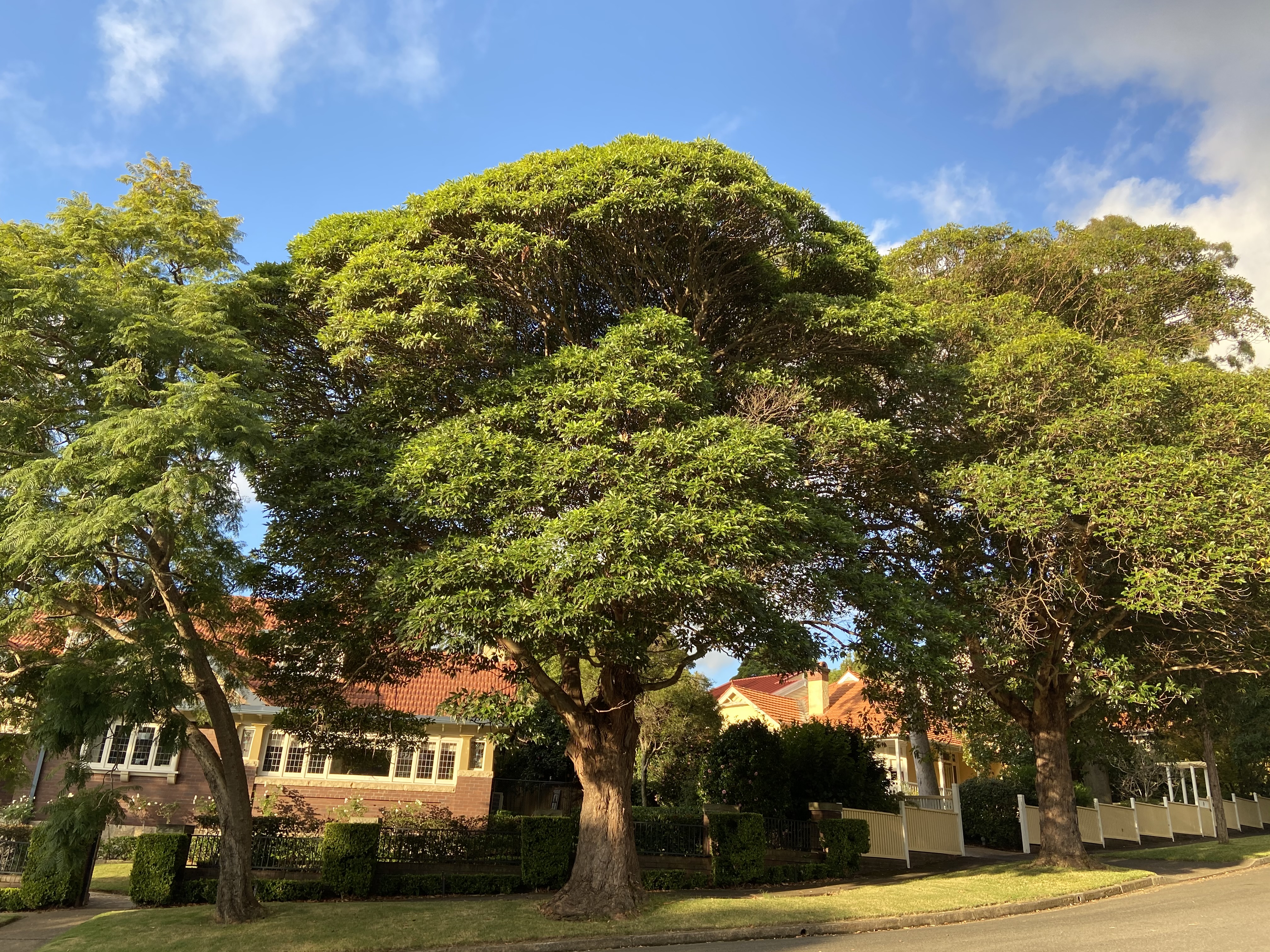 Lophostemon confertus: tree growing on side of road