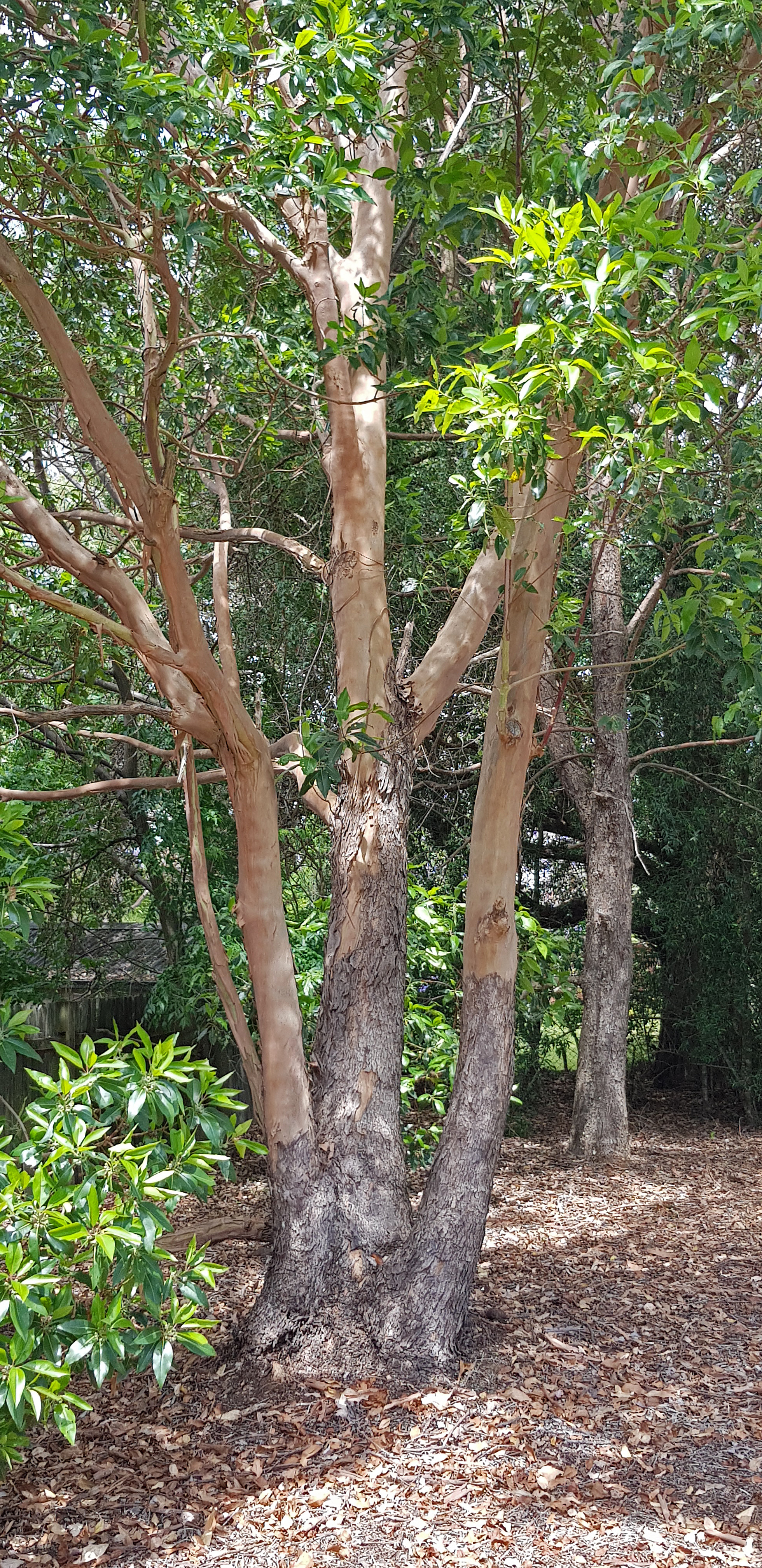 Lophostemon confertus: bark and flowers