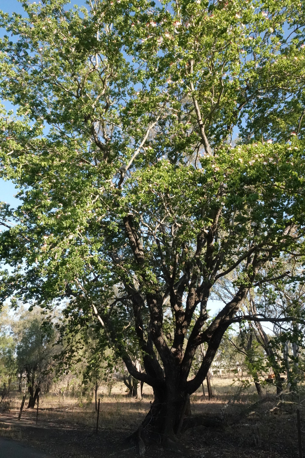 Lysiphyllum hookeri: whole plant