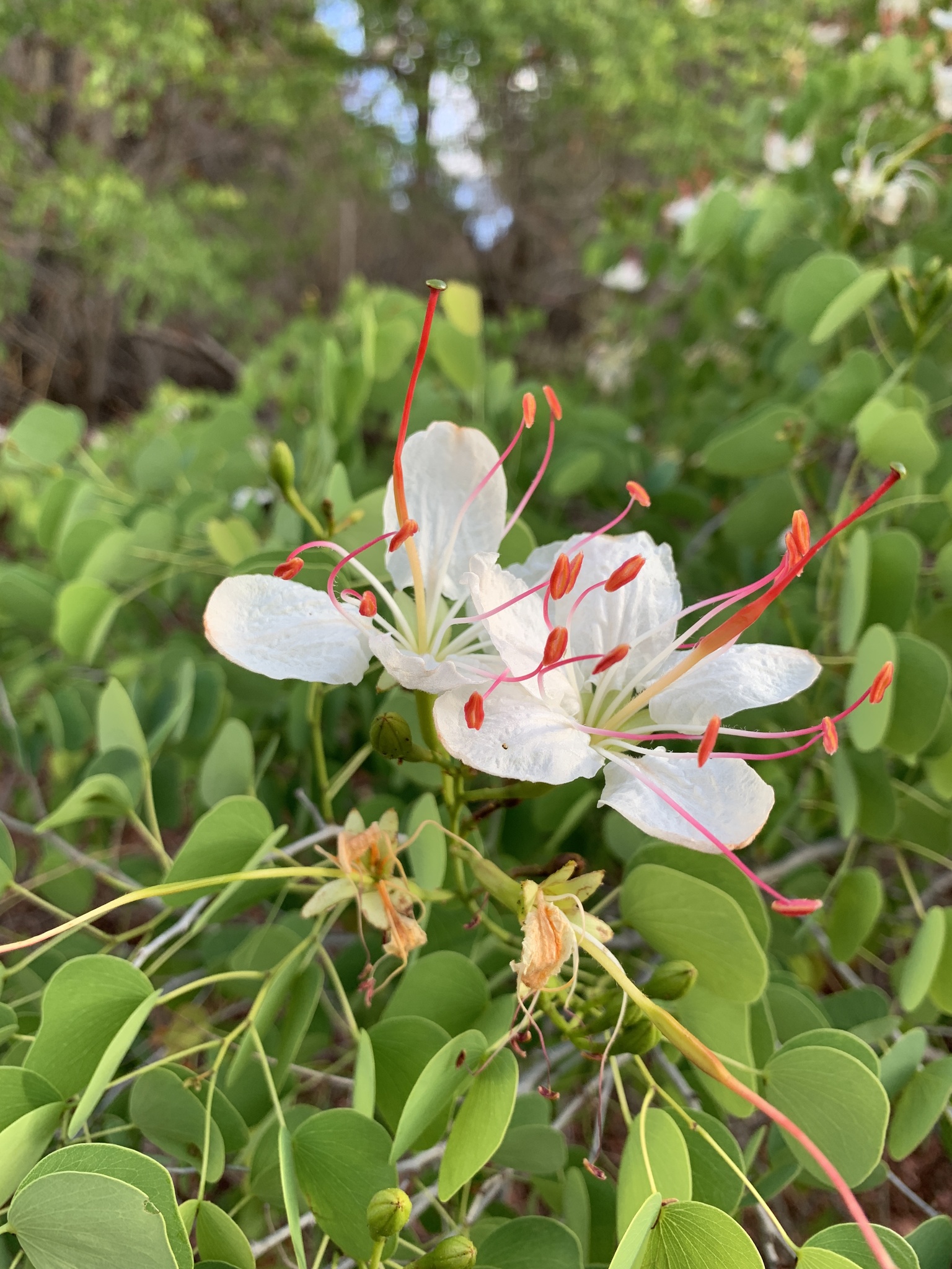 Lysiphyllum hookeri: flowers close-up