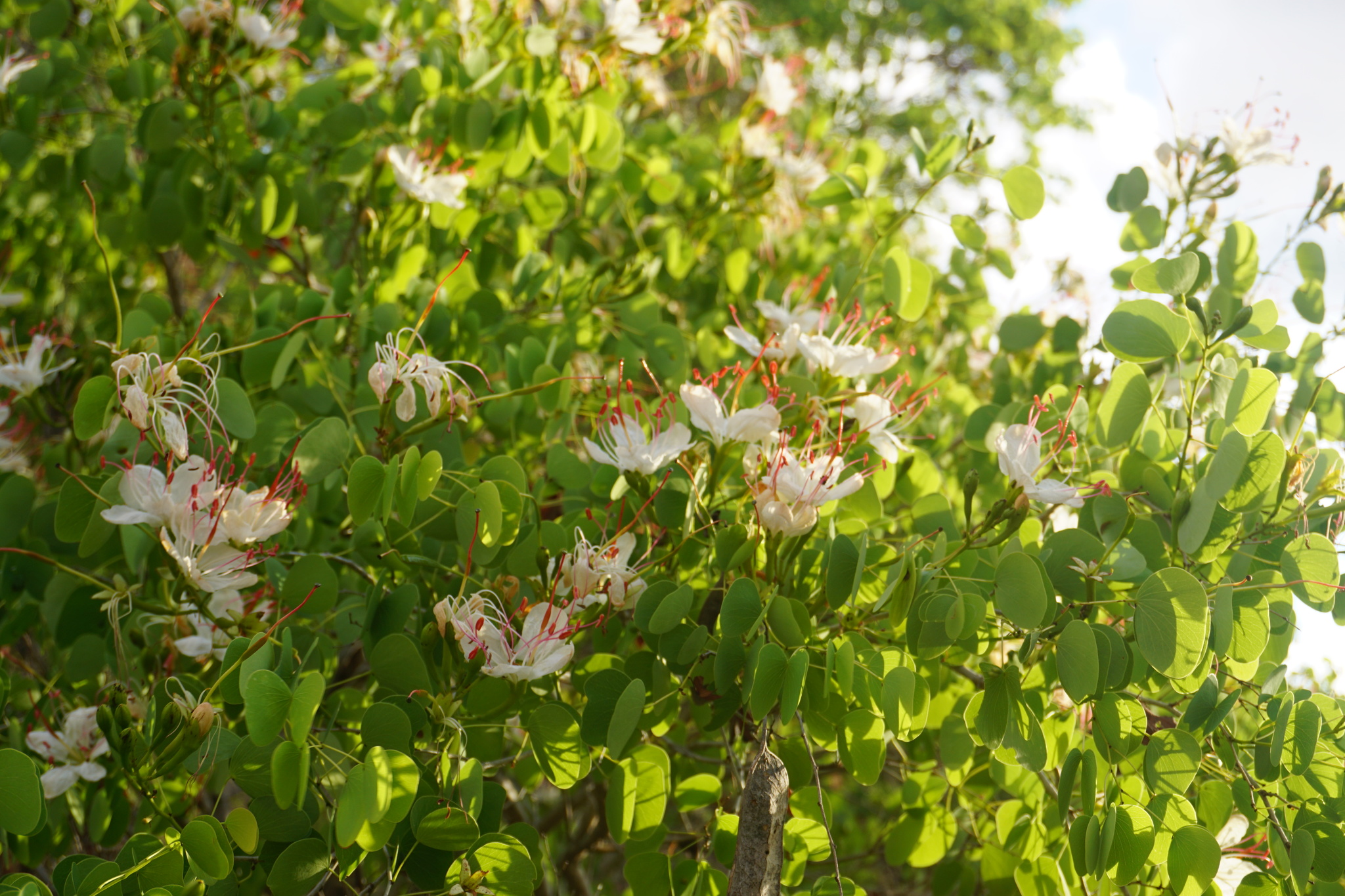 Lysiphyllum hookeri: flowers and leaves on branch