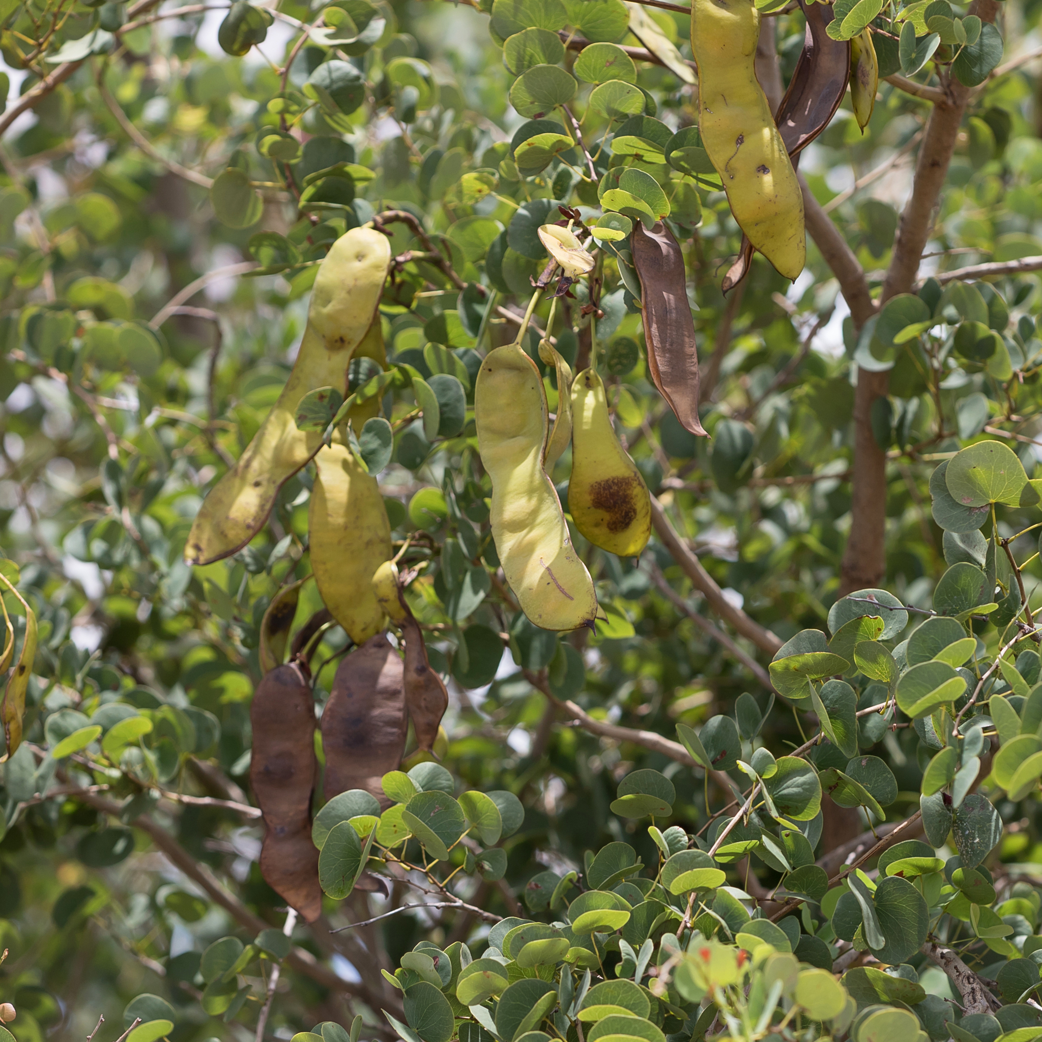 Lysiphyllum hookeri: close-up of seedpods