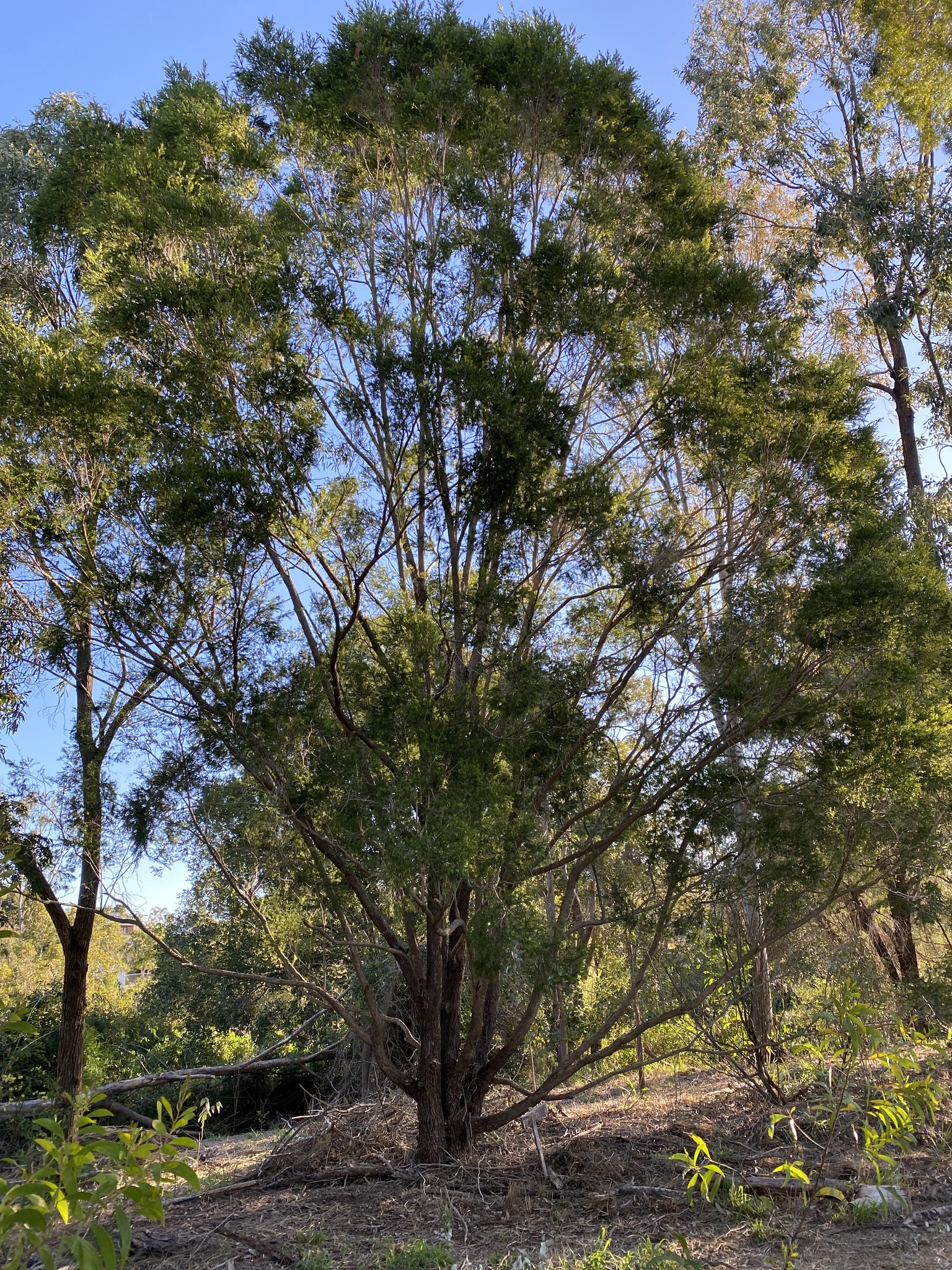 Melaleuca bracteata: whole plant