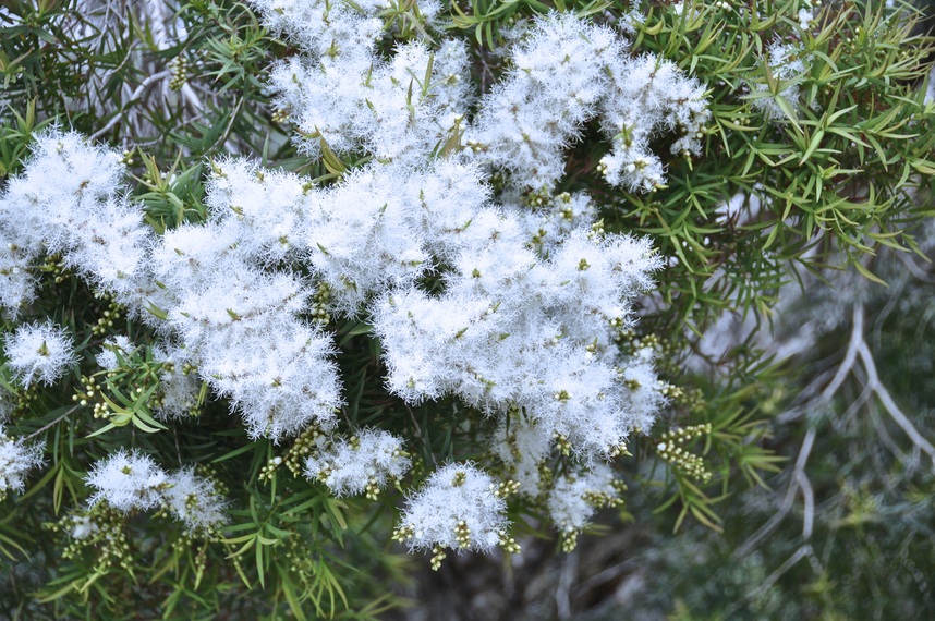 Melaleuca bracteata: close up of flowers and leaves