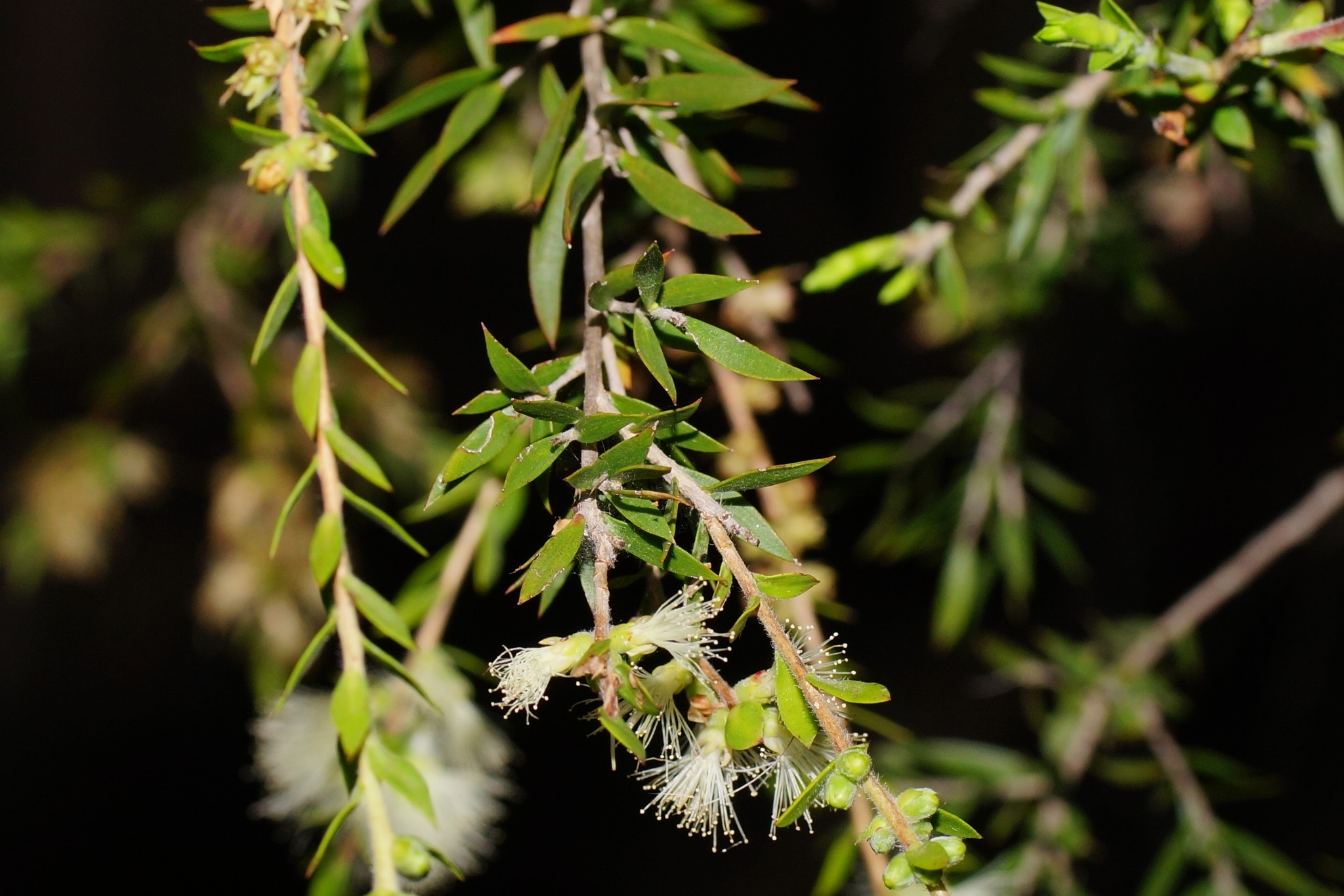 Melaleuca bracteata: leaves and flower