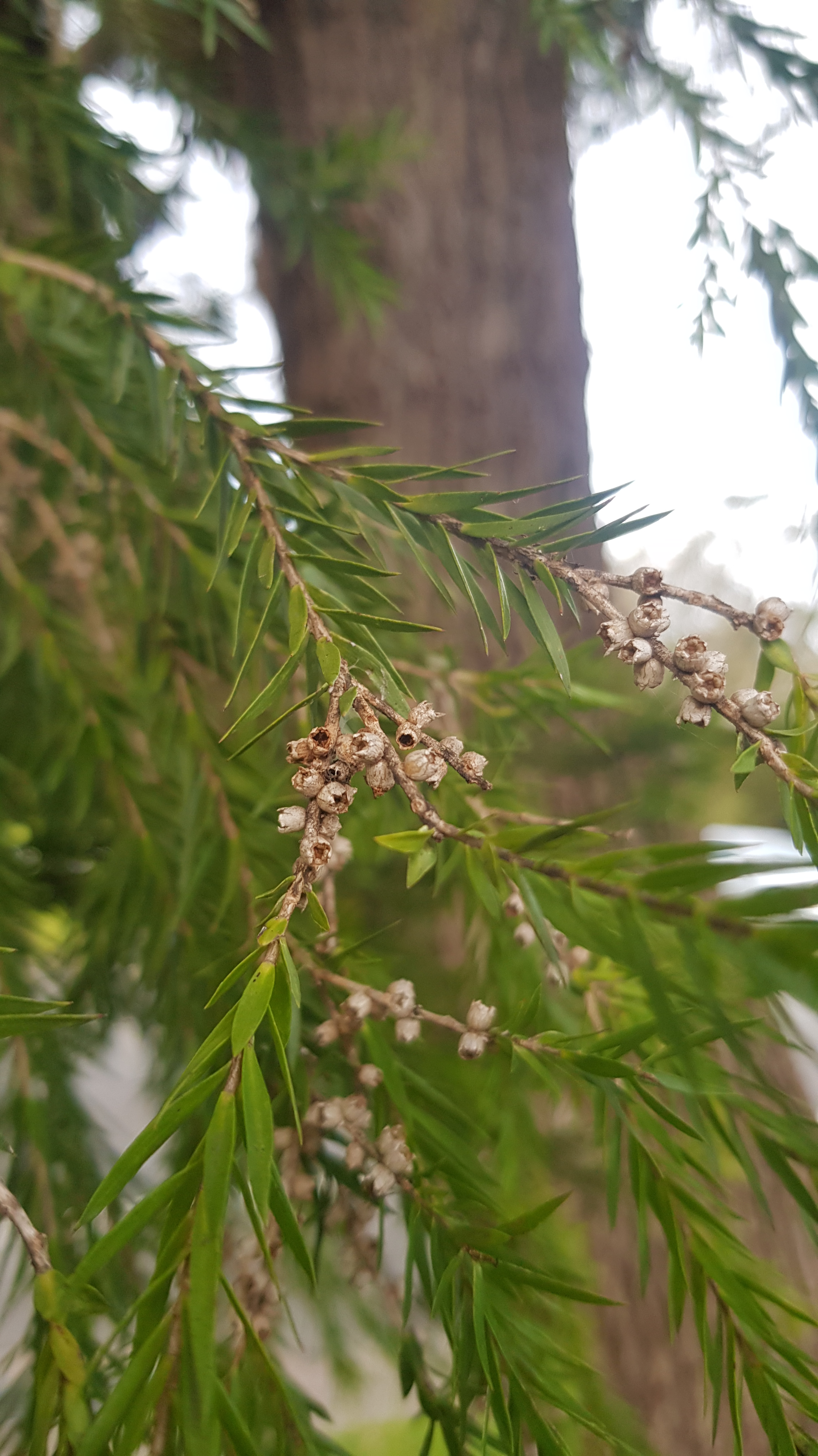 Melaleuca bracteata: leaves and fruit