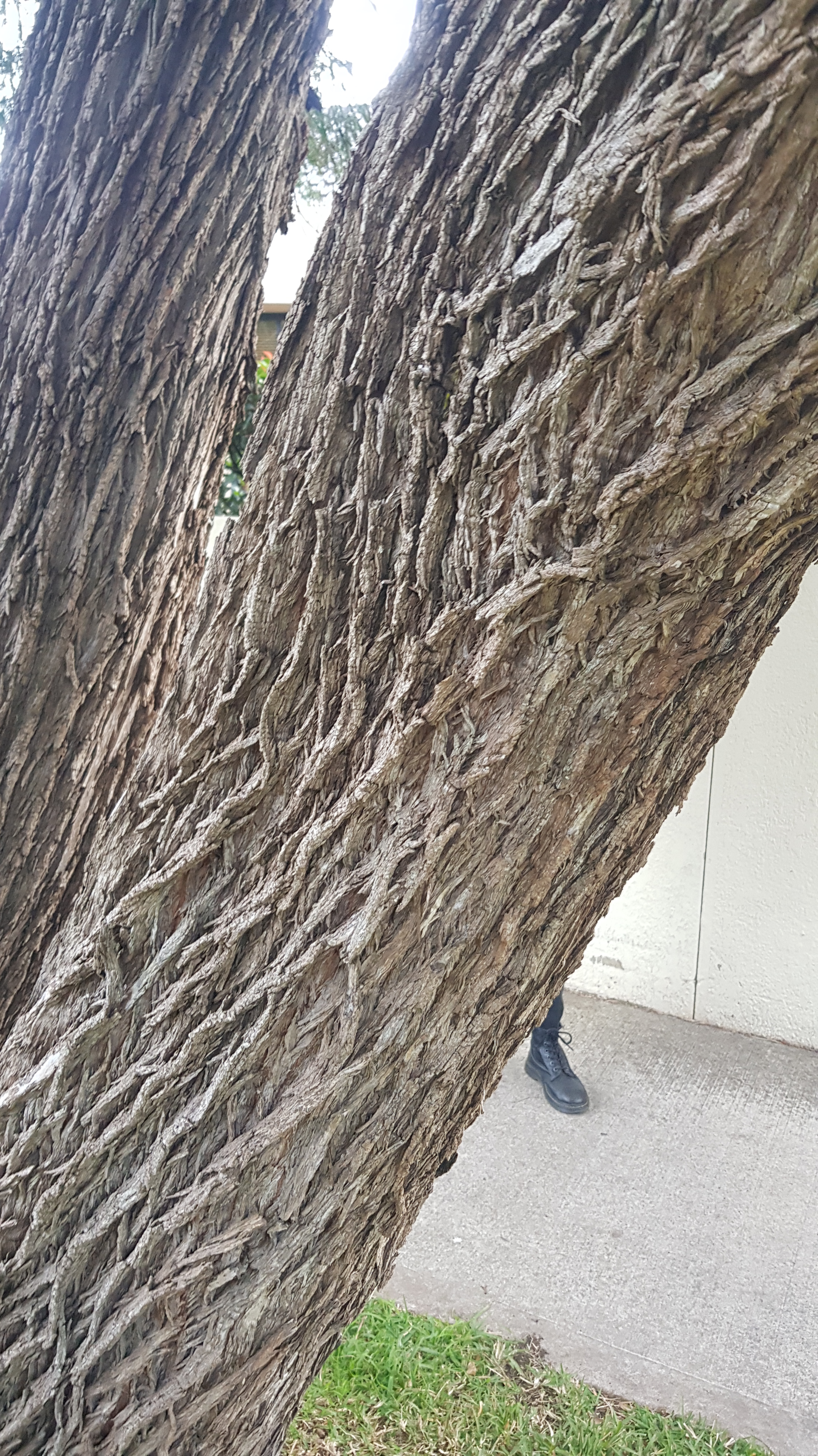 Melaleuca bracteata: bark