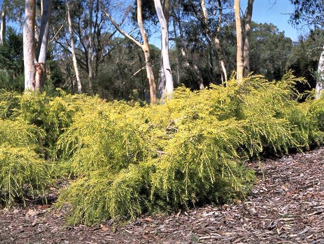 Melaleuca bracteata Golden Gem: whole plant