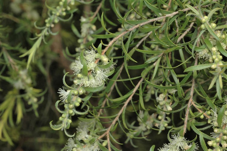 Melaleuca bracteata Golden Gem: leaves and flowers