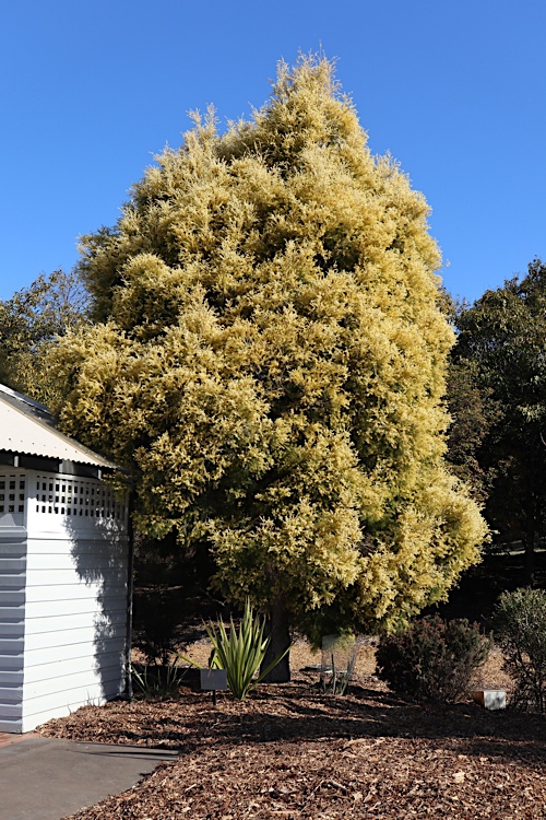 Melaleuca bracteata Revolution Gold: whole tree by building side