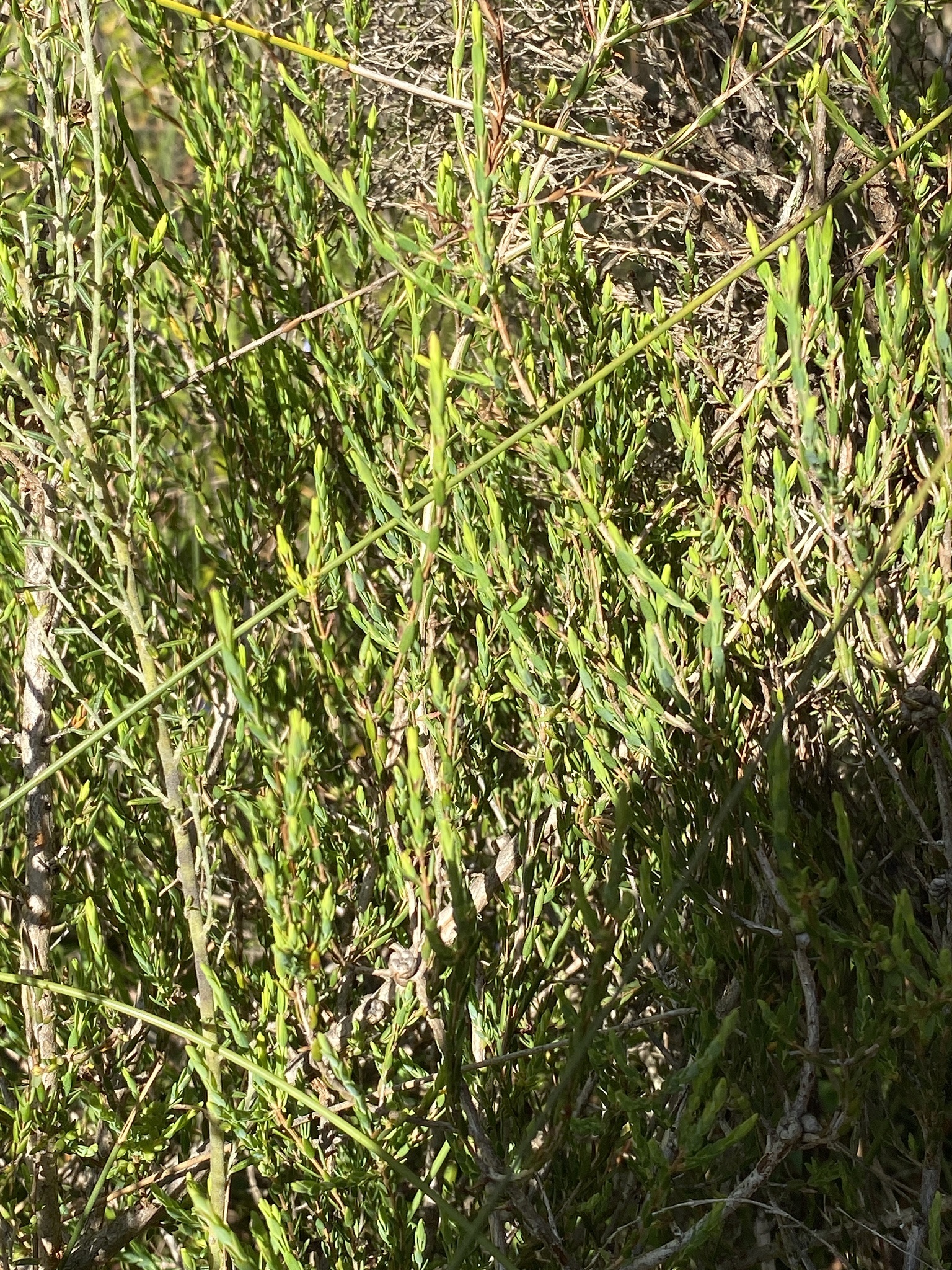 Melaleuca hamulosa: leaves