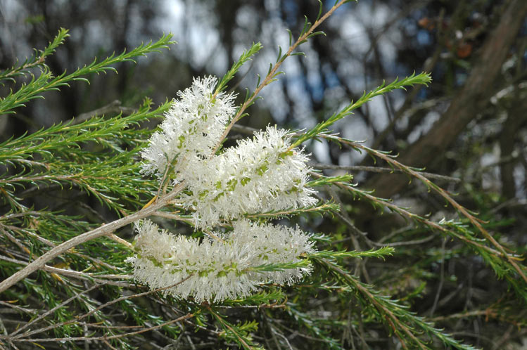 Melaleuca hamulosa: flowers