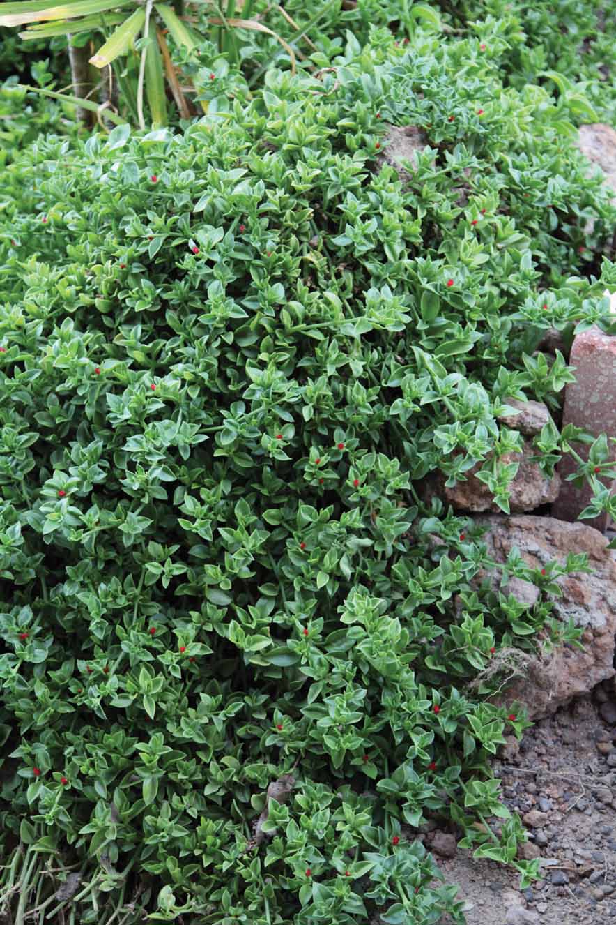 Mesembryanthemum cordifolium: whole plant