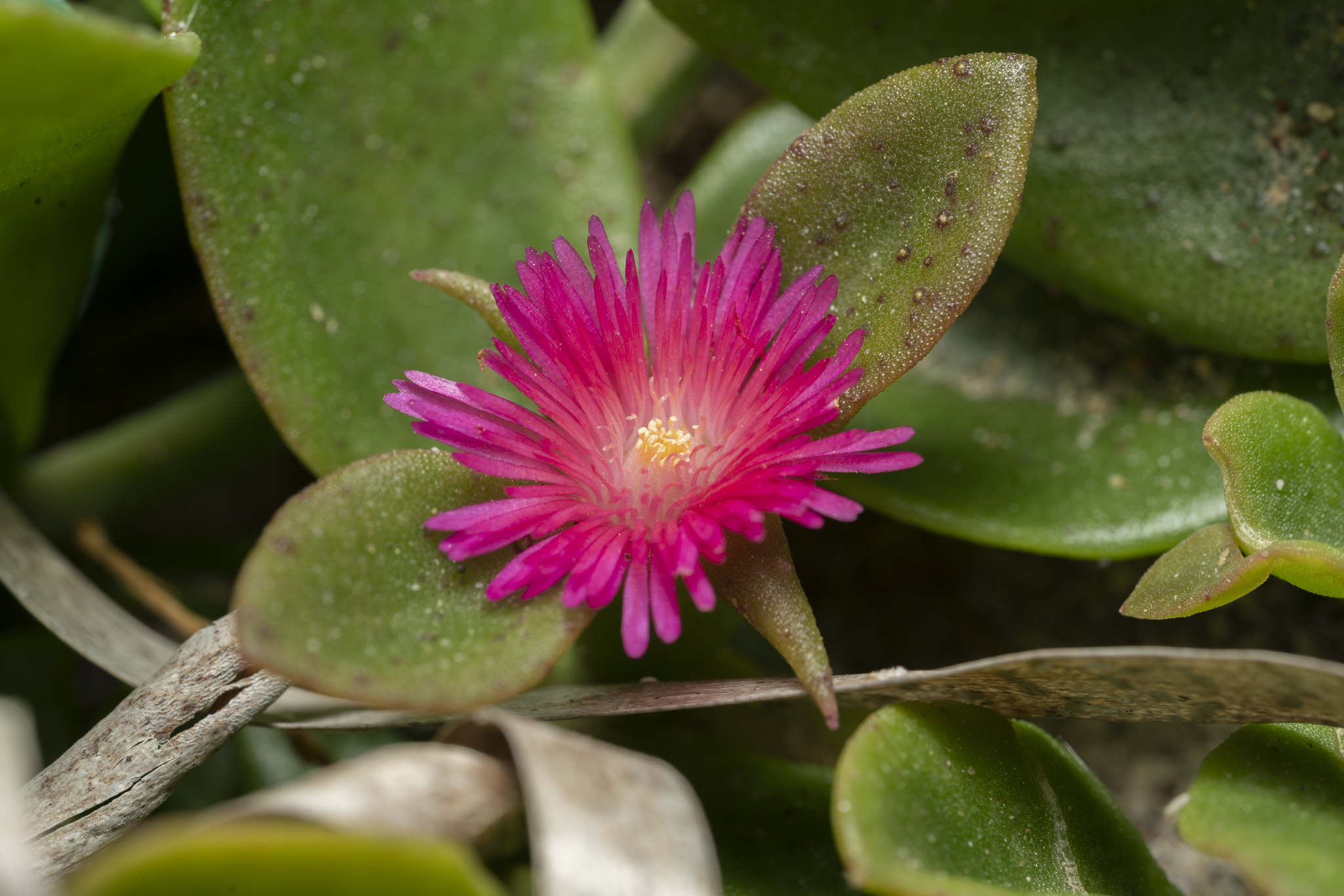Mesembryanthemum cordifolium: flower
