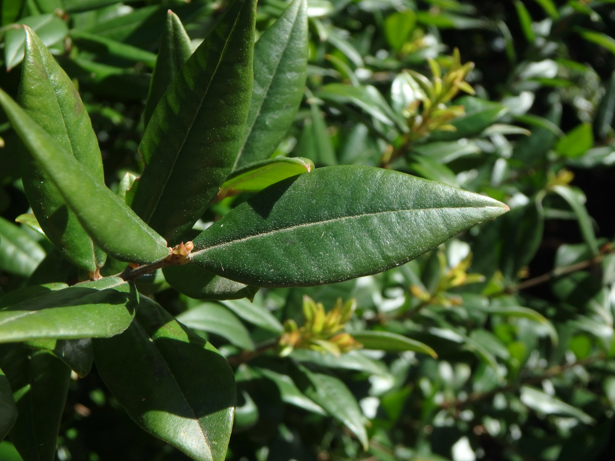Myrtus communis: leaf