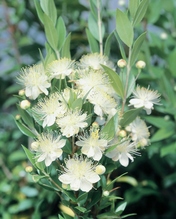 Myrtus communis: close up of flowers and leaf undersides