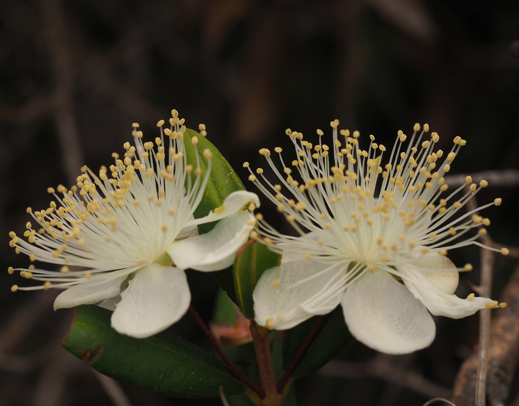 Myrtus communis: flower close up