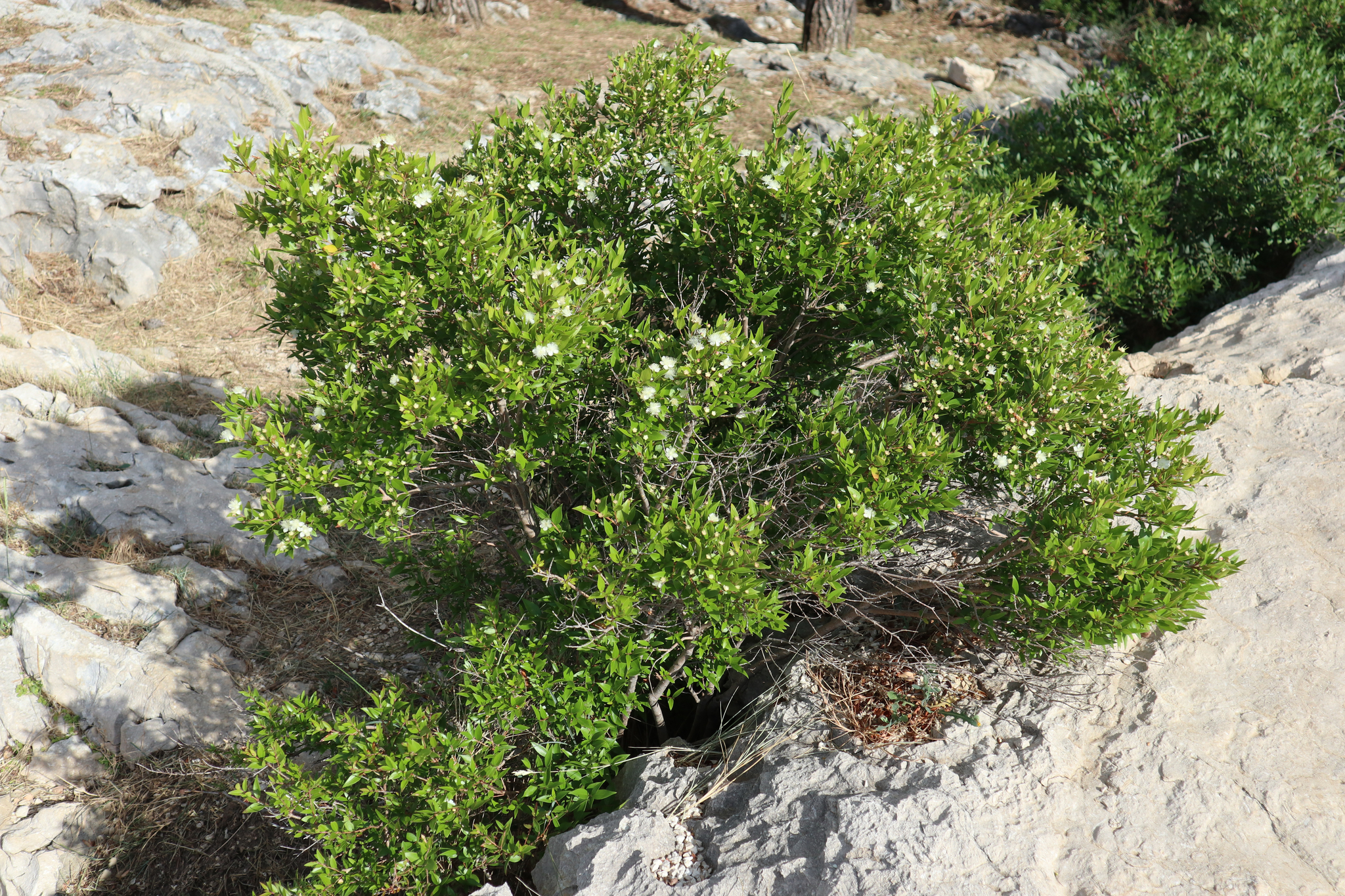 Myrtus communis Compacta: whole plant