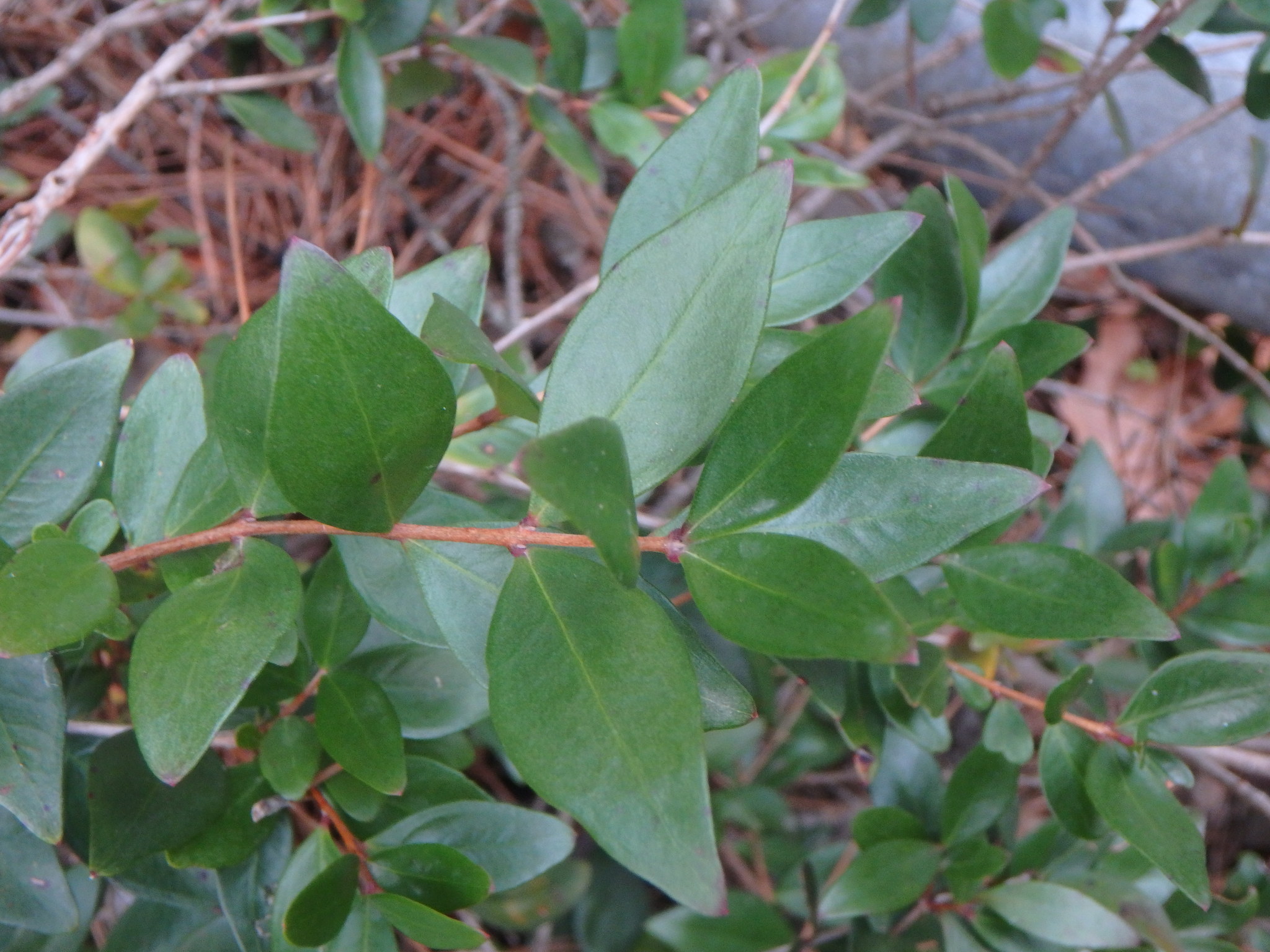 Myrtus communis Compacta: leaves