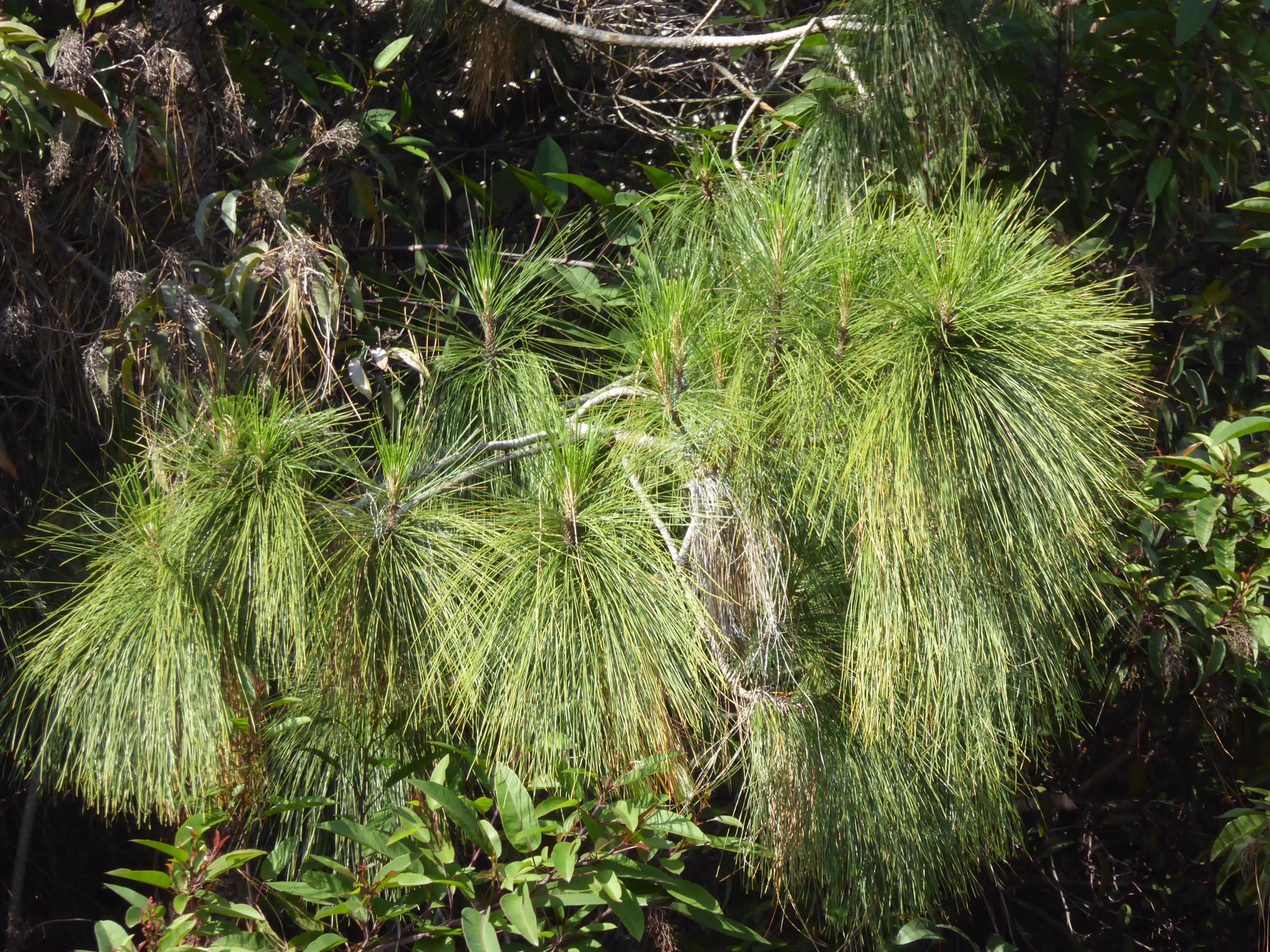 Pinus canariensis: leaves