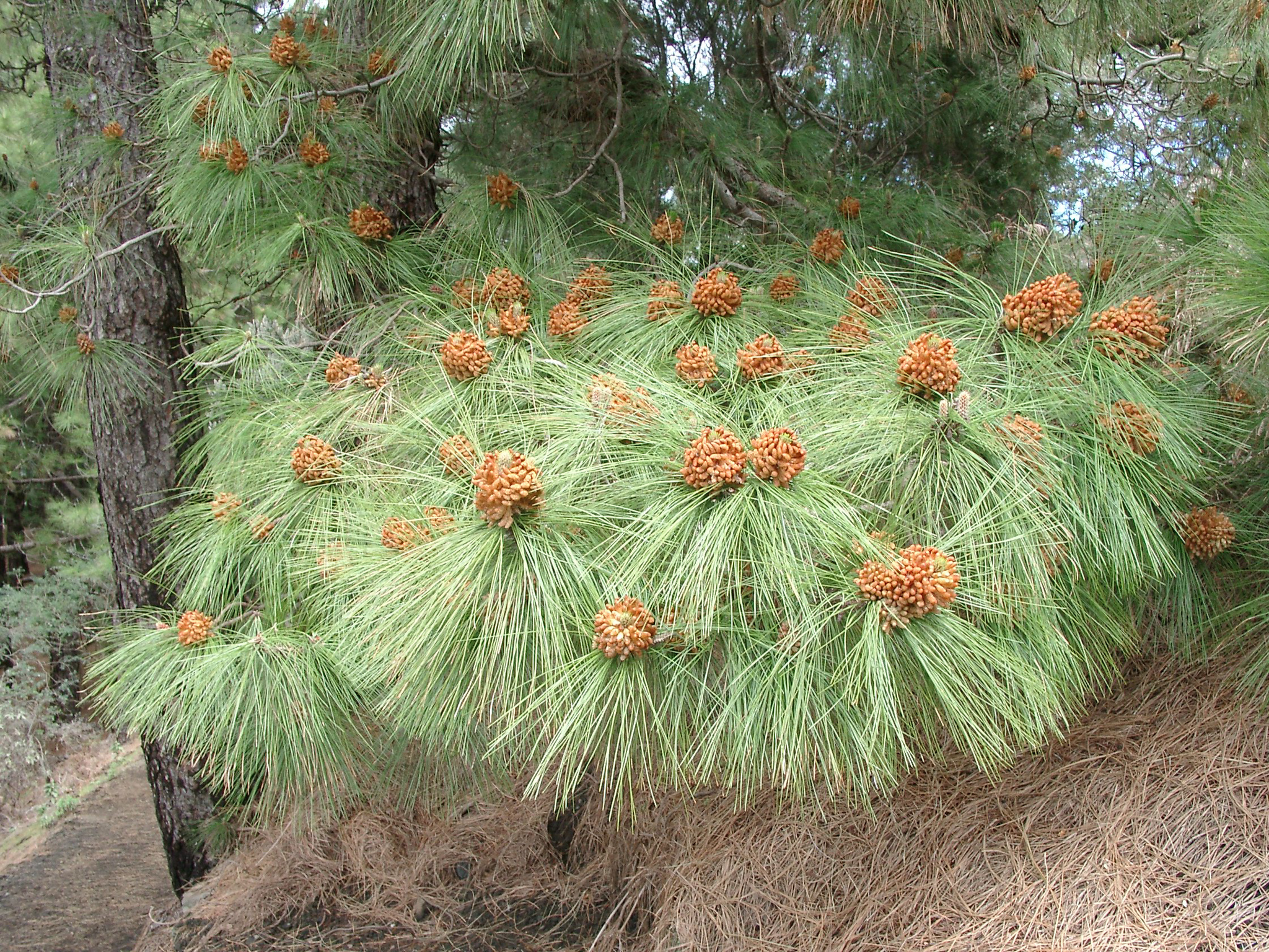 Pinus canariensis: male cones