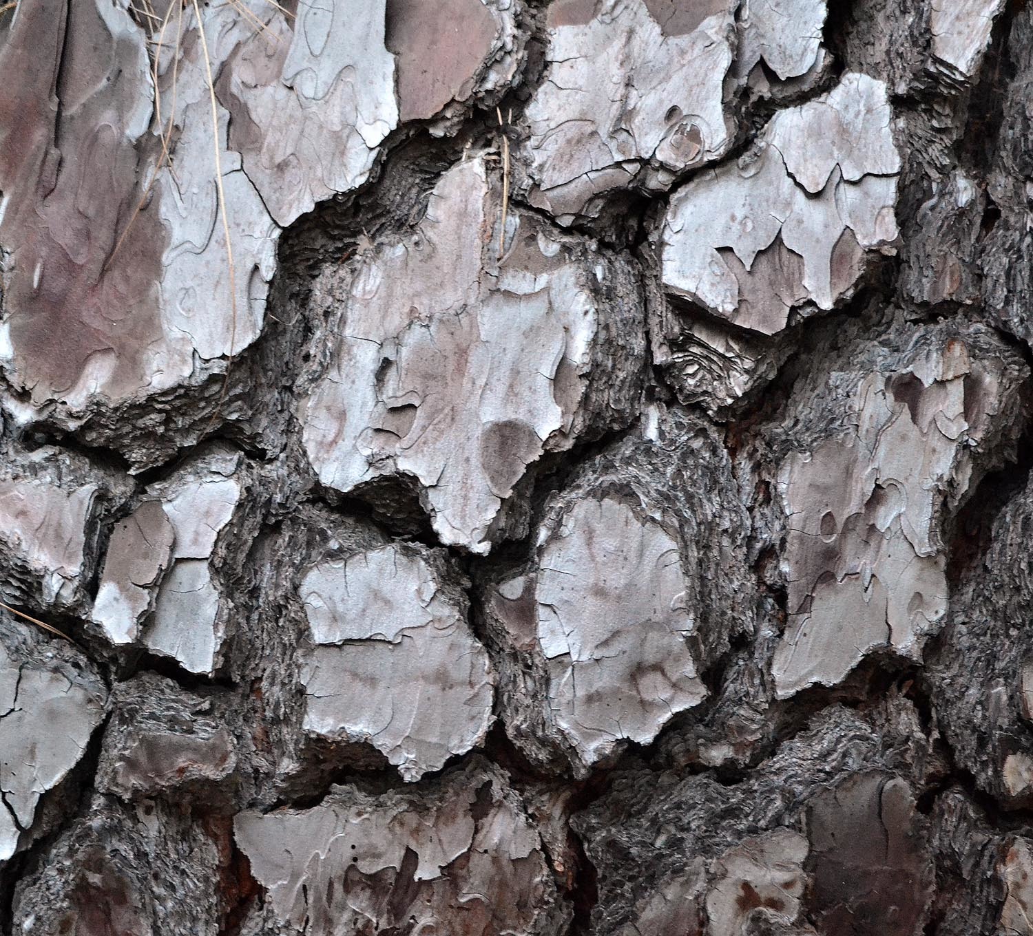 Pinus canariensis: bark