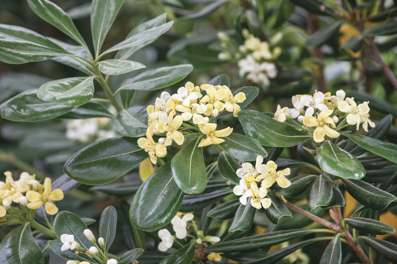 Pittosporum tobira: close up of leaves and flowers