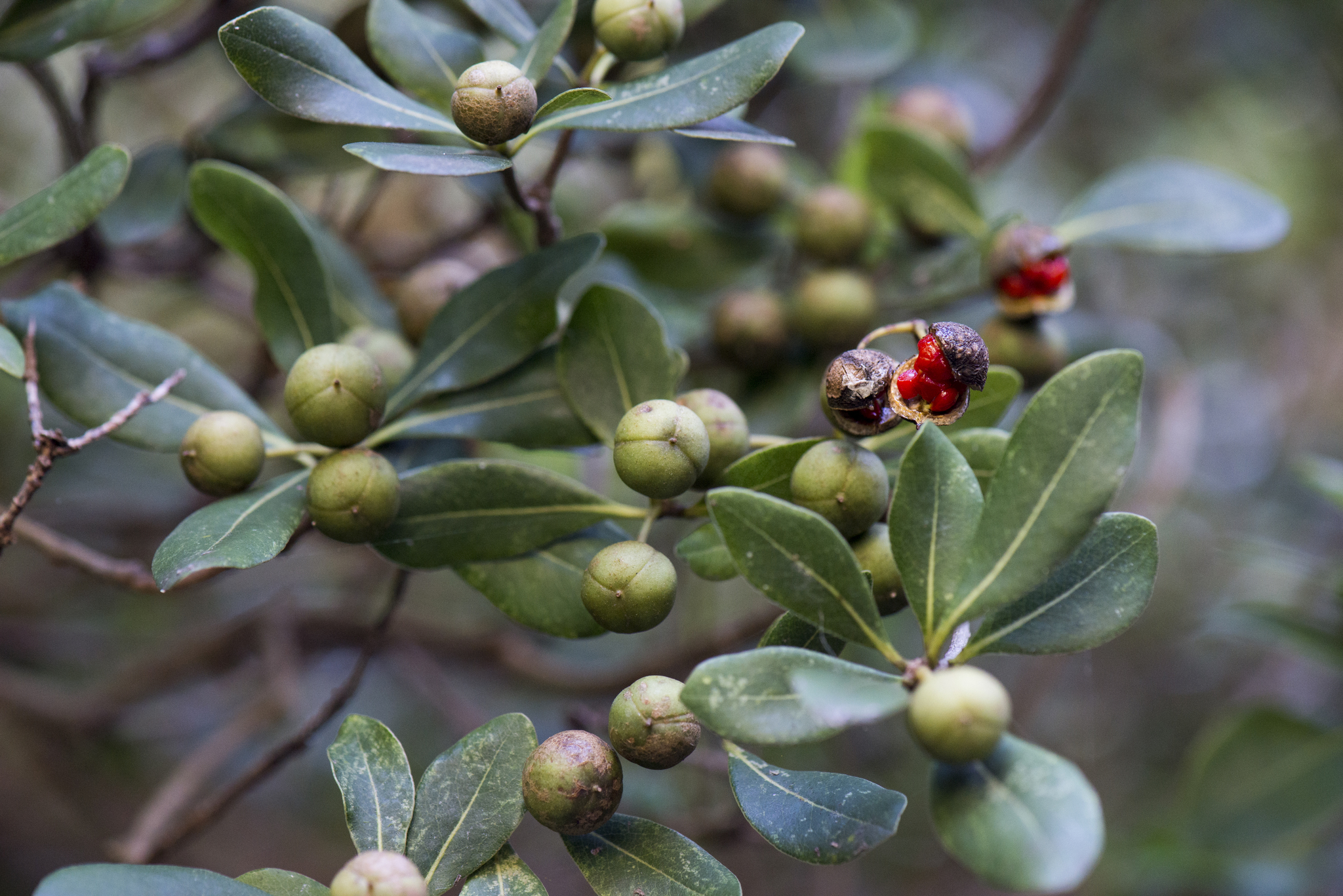 Pittosporum tobira: fruit