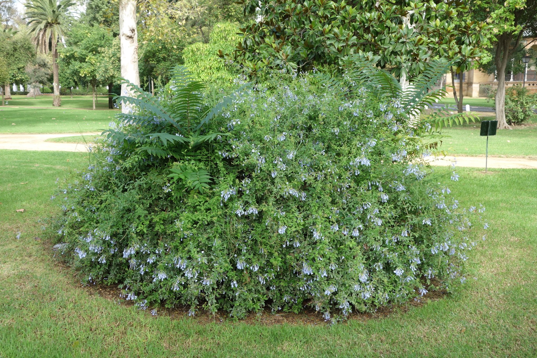 Plumbago auriculata: whole plant