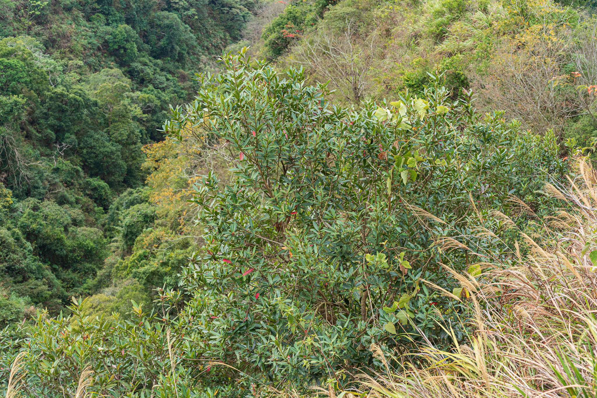 Polyspora axillaris: whole plant