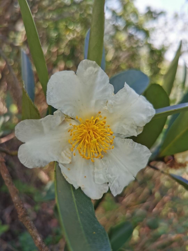 Polyspora axillaris: habit with flowers
