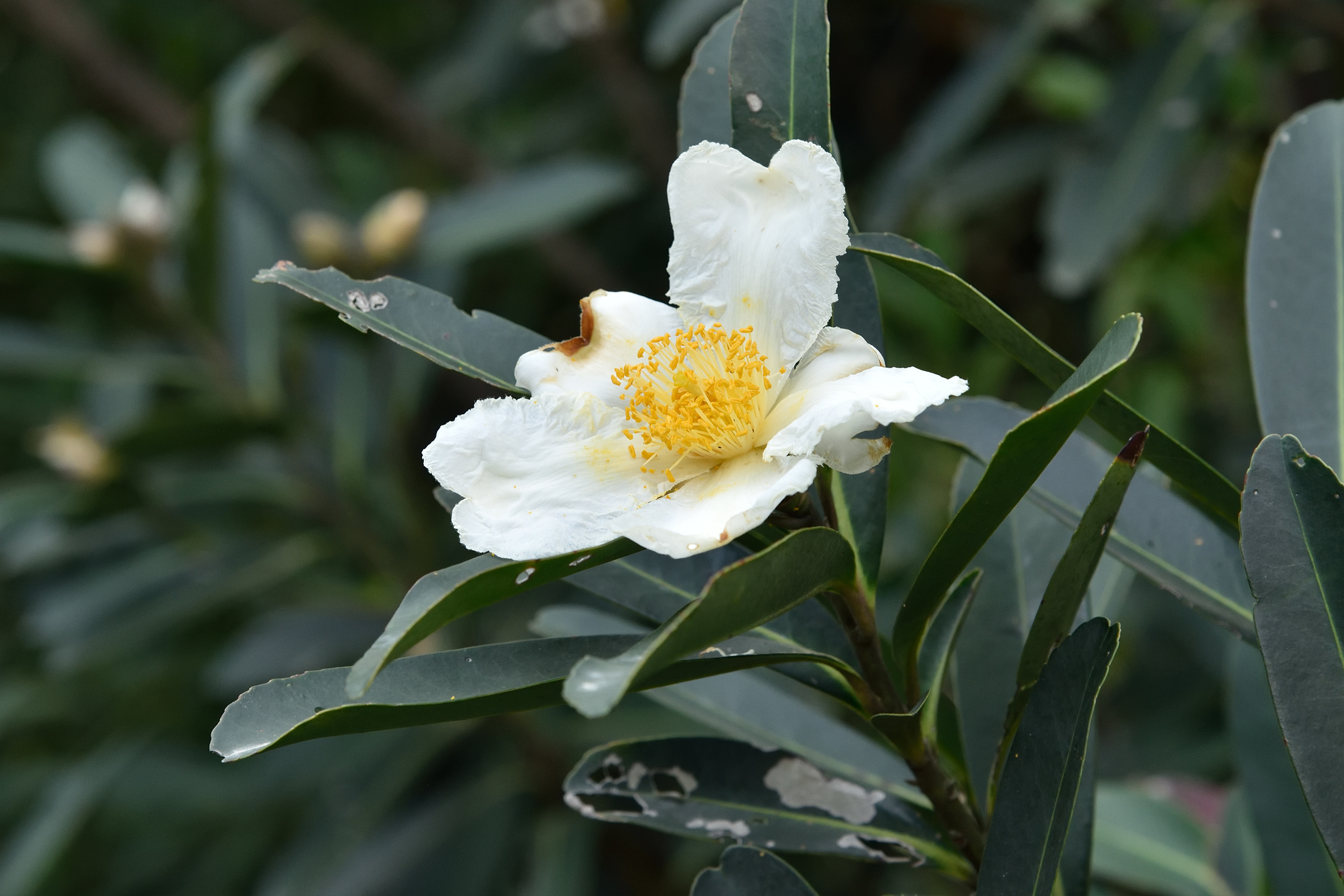 Polyspora axillaris: flower close-up