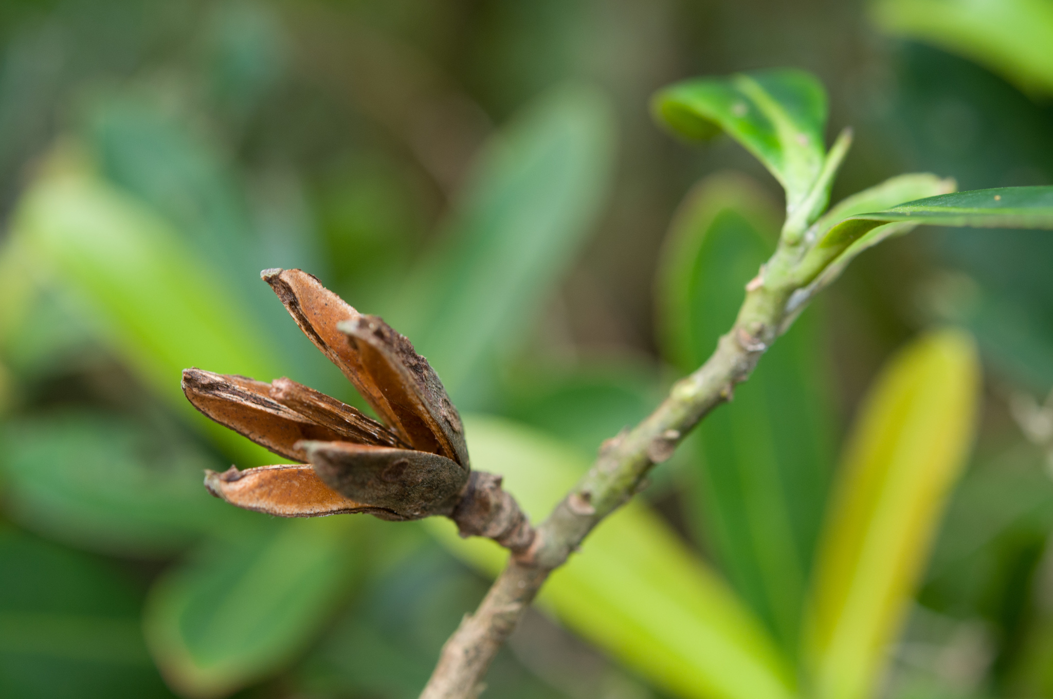 Polyspora axillaris: fruit