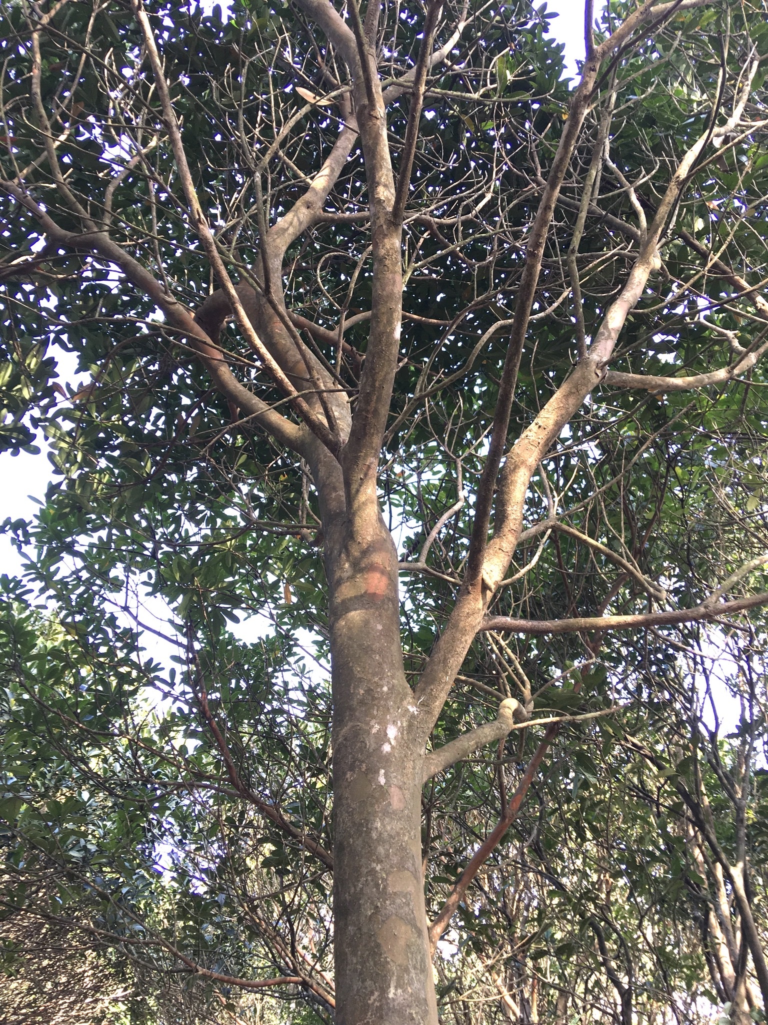 Polyspora axillaris: bark